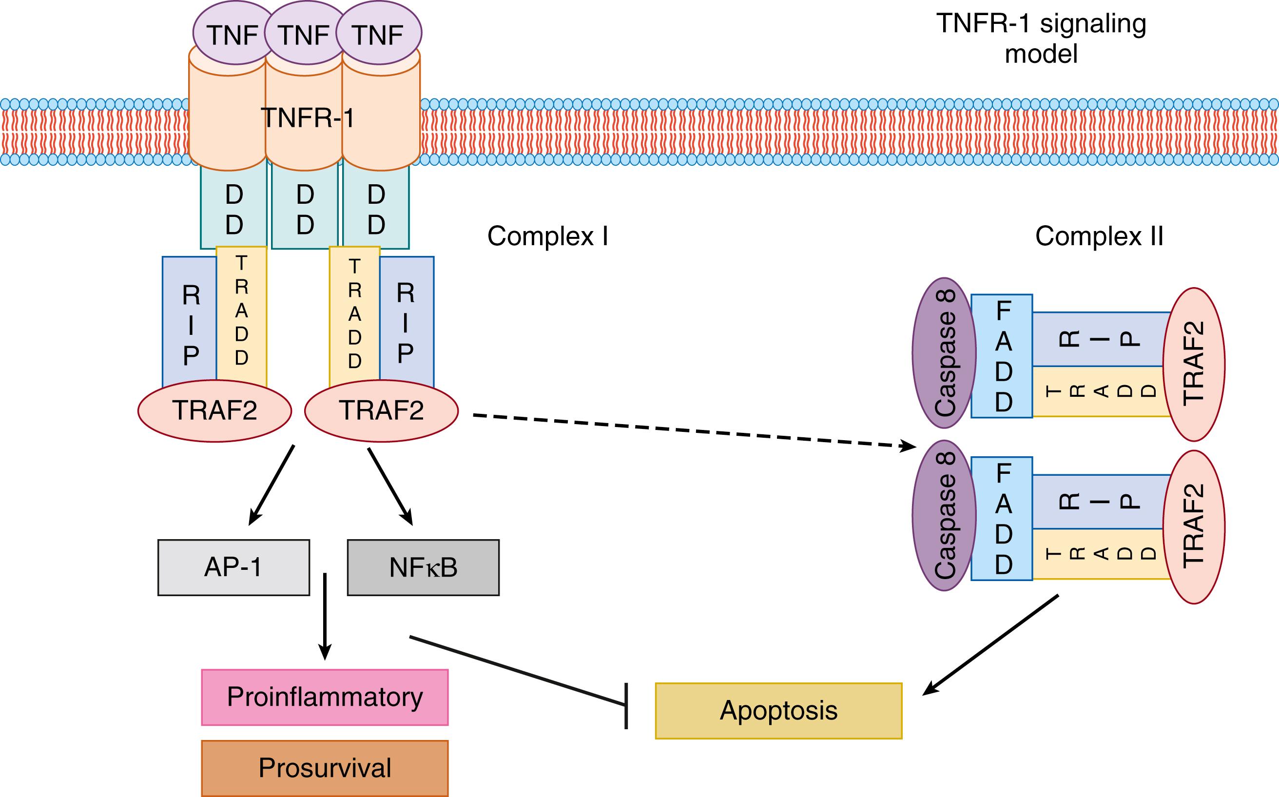 Fig. 121.1, The tumor necrosis factor receptor 1 (TNFR-1) signaling complex. Binding of tumor necrosis factor (TNF) to TNFR1 results in the recruitment and formation of a TNFR-1 signaling complex. TNFR-1-associated death domain (TRADD) associates with TNFR-1 through death domain (DD) interactions and serves as a platform for the recruitment of other adaptor proteins, including TNF receptor–associated factor 2 (TRAF2) and receptor-interacting protein (RIP) to form complex I. These adapter proteins recruit additional components necessary for the activation of proinflammatory and antiapoptotic pathways through the activation of transcription factors, such as nuclear factor κB (NFκB) and activator protein 1 (AP-1) . Complex II is formed when TRADD-RIP-TRAF2 disassociates from TNFR-1. Subsequent recruitment of Fas-associated death domain (FADD) and caspase 8 to this complex initiates TNF-mediated apoptosis.