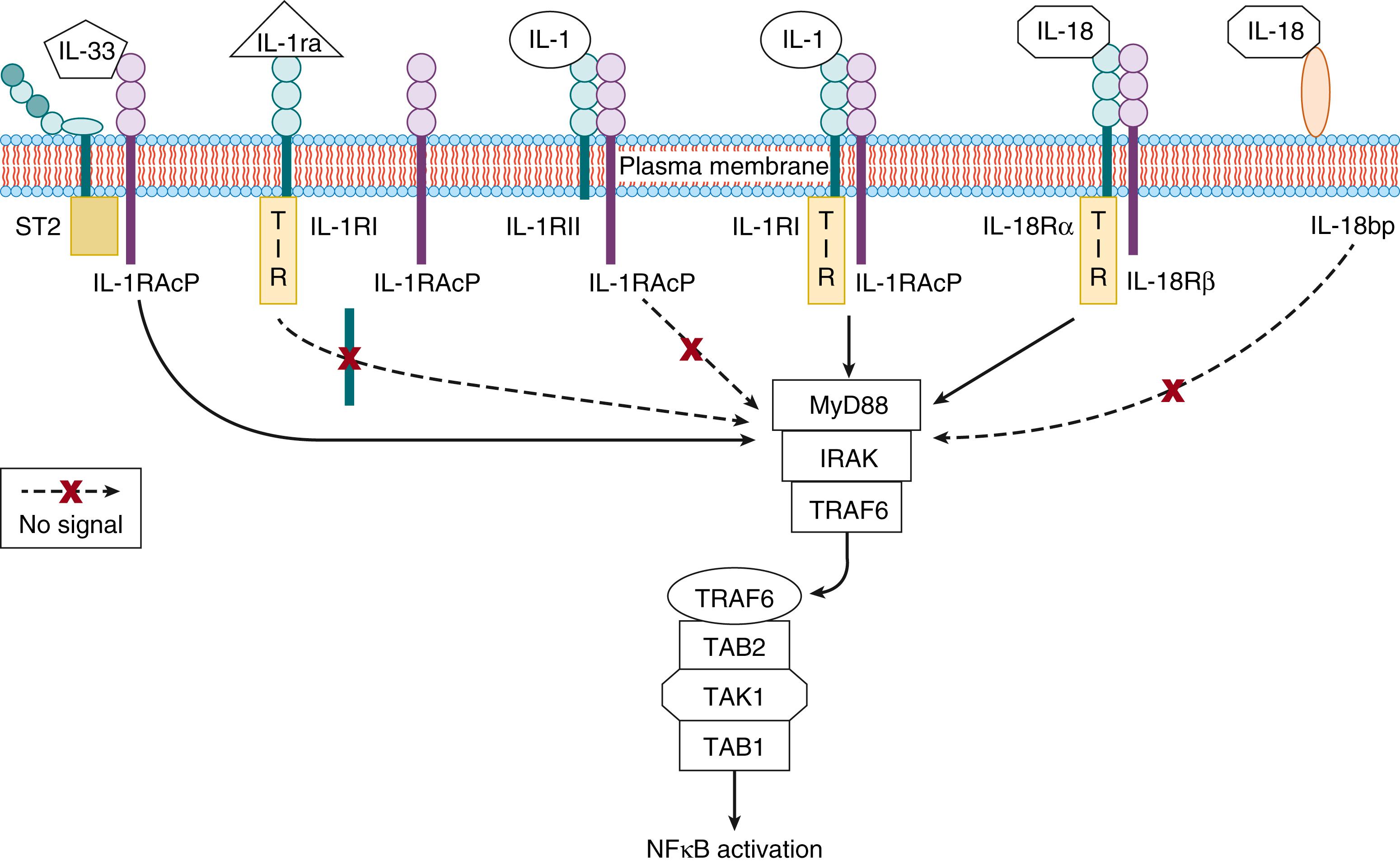 Fig. 121.2, Interkeulin-1 (IL-1) and interkeulin-18 (IL-18) receptor family. The IL-1 and IL-18 receptors are members of the IL-1/toll-like receptor family. IL-1 can bind to either the type I IL-1 receptor (IL-1RI) or the type II IL-1R (IL-1RII) . IL-1 binding to IL-1RI results in the association of IL-1R accessory protein (IL-1RAcP) to form a complex that recruits the myeloid differentiation protein 88 (MyD88) to the toll/IL-1 receptor (TIR) domain, activation of the MyD88 signaling cascade, and subsequent activation of nuclear factor κB (NFκB) and proinflammatory gene transcription. Members of the IL-1RI signaling complex include MyD88, IL-1R-associated kinase (IRAK) , tumor necrosis factor receptor–associated factor 6 (TRAF6) , transforming growth factor β–kinase (TAK-1) , TAK-1-binding protein 1 (TAB-1) , and TAK-1-binding protein 2 (TAB-2) . IL-1 receptor antagonist (IL-1ra) also binds to IL-1RI but does not trigger the association of IL-1RAcP and activation of the MyD88 signaling cascade. IL-1RII can bind IL-1, but binding does not result in the formation of a signaling complex. IL-1RII lacks the TIR domain and may act as a decoy receptor. IL-18 is also a member of the IL-1/toll-like receptor family. IL-18 binding to IL-18Rα triggers the association of IL-18Rβ and activation of the MyD88 signaling cascade. IL-18 can also bind to IL-18 binding protein (IL-18bp) , a soluble inhibitor that prevents IL-18 interaction with the IL-18 receptor. Interleukin-33 (IL-33) binds to the ST2 receptor, which associates with IL-1RAcP and activates the MyD88 signaling pathway.