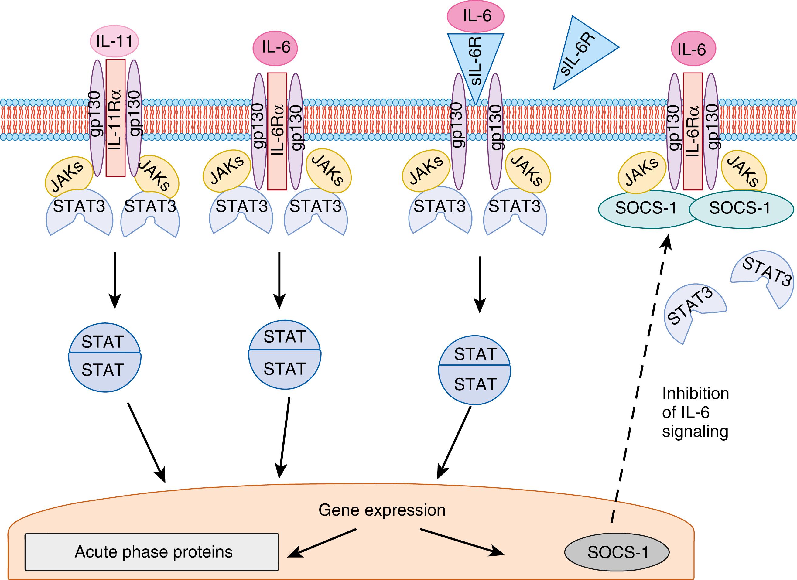 Fig. 121.3, Interleukin-6 (IL-6) and interleukin-11 (IL-11) receptors are members of the IL-6 receptor family and utilize a common signal transducing subunit glycoprotein 130 (gp130) . IL-6 and IL-11 bind to unique receptor-α chains, IL-6Rα and IL-11Rα, respectively. A soluble form of IL-6 receptor (sIL-6R) can also bind IL-6, and this complex can then associate with gp130 and initiate IL-6 signaling through a process termed trans signaling . Receptor binding triggers association of gp130, activation of Janus kinases (JAKs) and signal transducer and activator of transcription 3 (STAT3) , and the subsequent activation of gene transcription. STAT3 induces transcription of multiple genes, including toe encoding acute-phase proteins and suppressor of cytokine signaling 1 (SOCS-1) . SOCS-1 acts as a negative feedback regulator of IL-6 signaling by preventing JAK/signal transducer and activator of transcription (STAT) signaling.