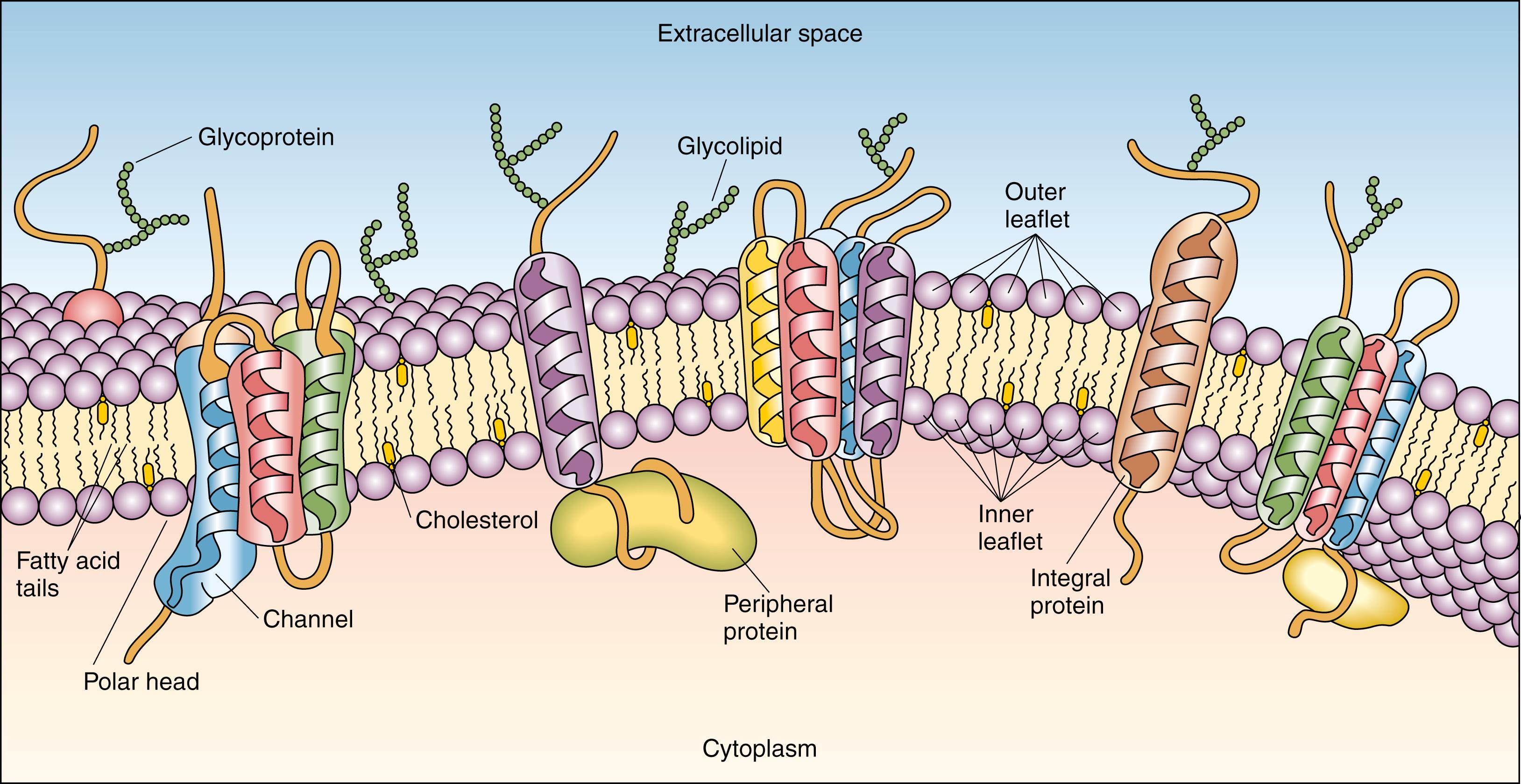 Fig. 2.8, Three-dimensional diagrammatic representation of the fluid mosaic model of the cell membrane.