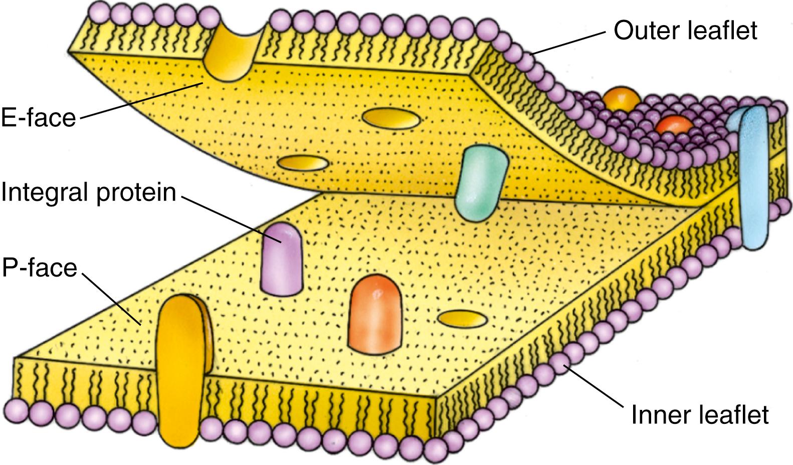 Fig. 2.9, Schematic diagram of the E-face and P-face of the cell membrane.