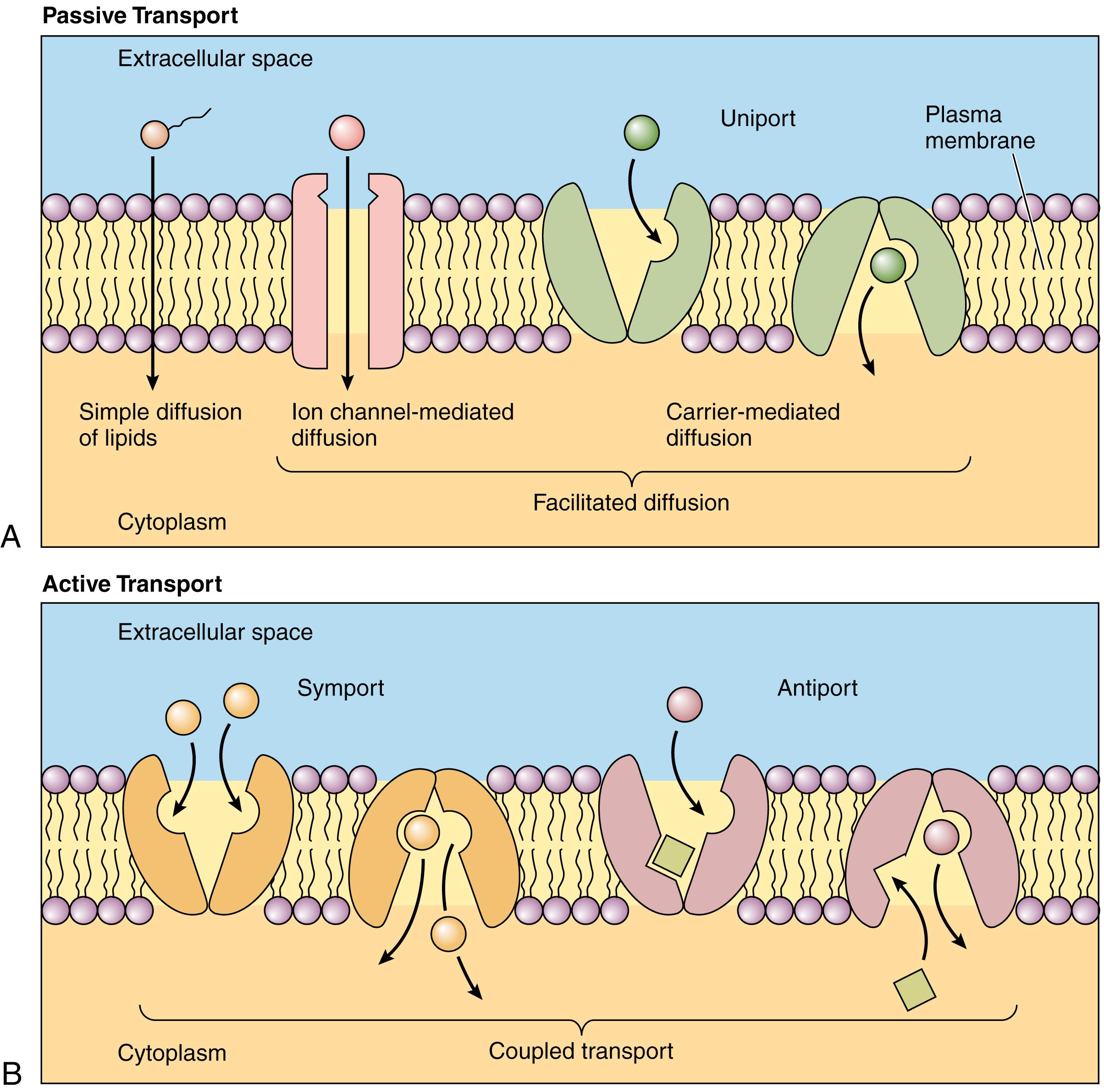 Fig. 2.11, Types of transport. (A) Passive transport: diffusion, ion channel–mediated diffusion, and carrier-mediated diffusion. (B) Active transport: coupled transport. Symport and antiport.