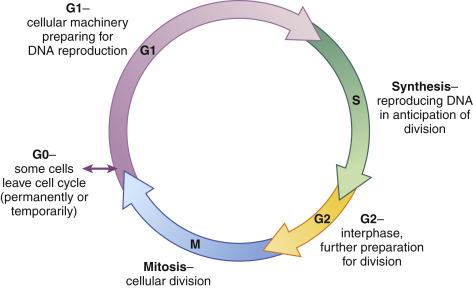 Fig. 19.1, The cell cycle. DNA , Deoxyribonucleic acid.