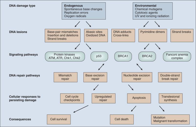 Figure 11.1, Cellular responses to DNA damage. Different types of DNA damage cause a variety of different types of lesions, and these in turn are dealt with by a variety of DNA repair mechanisms and signal various cellular response pathways. The outcome of DNA damage may be cell survival of a normal cell, cell death, or mutagenesis, possibly leading toward malignant transformation.