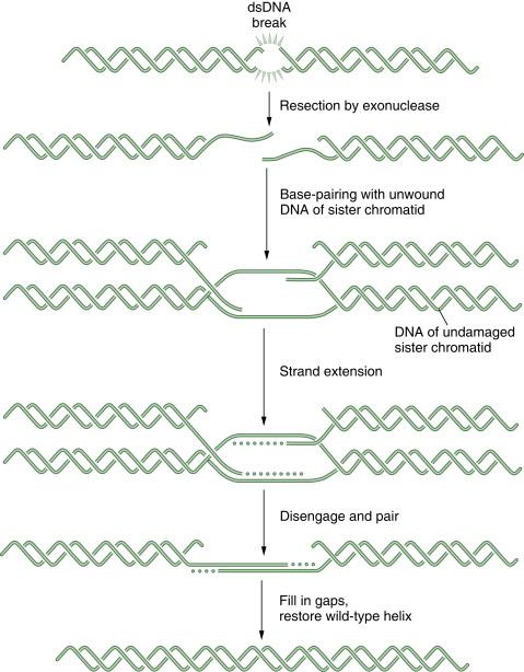 Figure 4-4, Schematic representation of homologous recombination (HR)