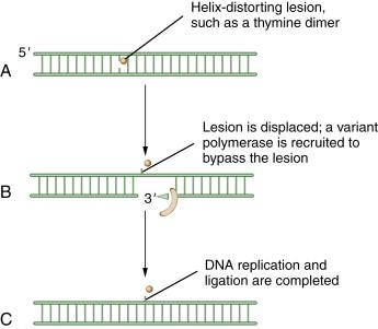 Figure 4-6, Schematic model of translesion DNA synthesis (TLS) repair