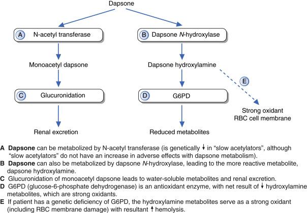 Fig. 20.2, Dapsone metabolism.