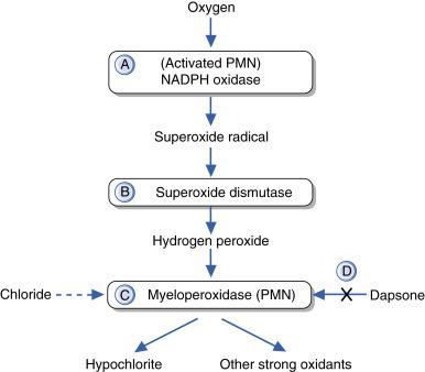 Fig. 20.3, Dapsone and myeloperoxidase enzyme system inhibition.