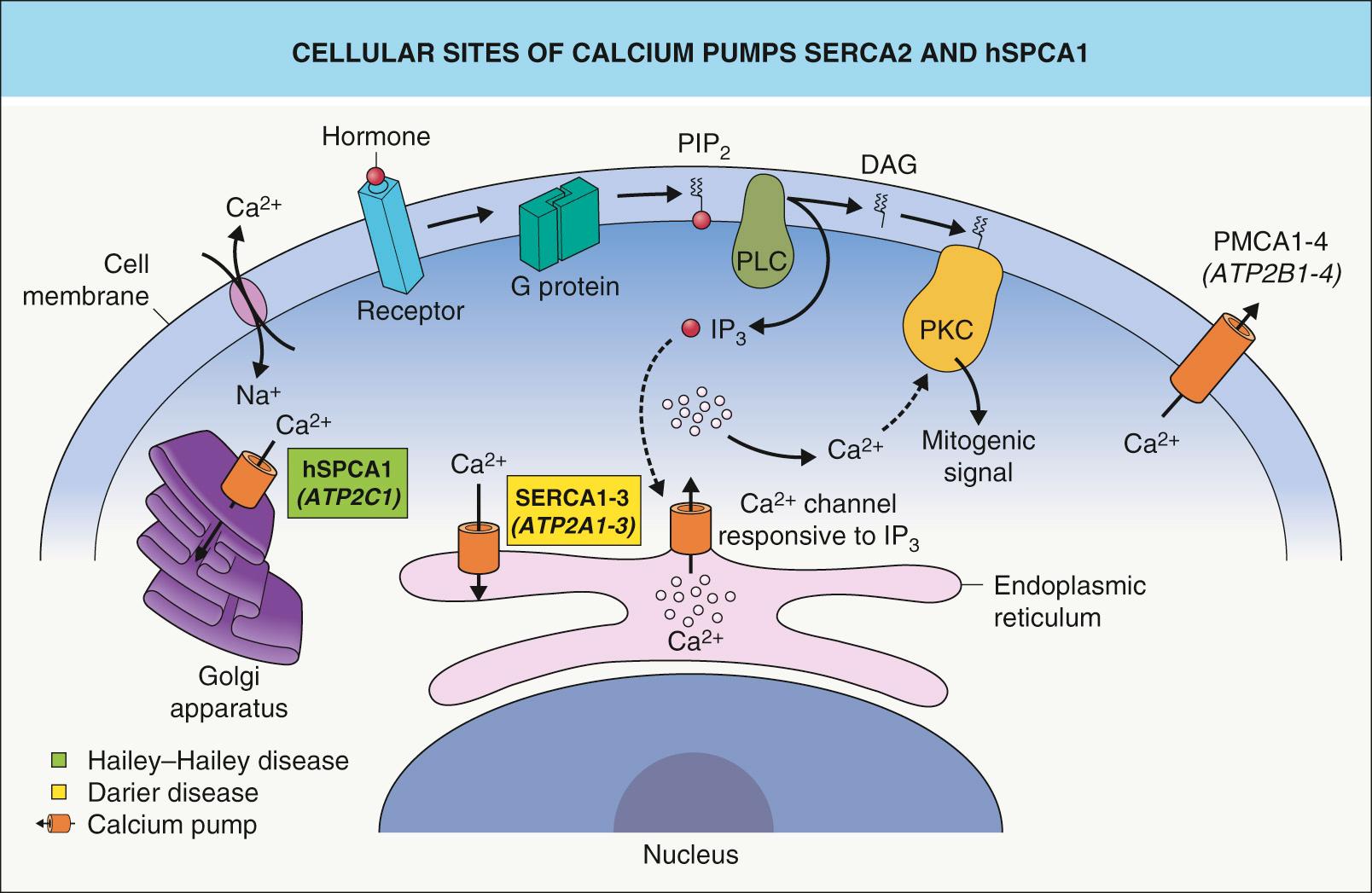 Fig. 59.1, Cellular sites of calcium pumps SERCA2 and hSPCA1.