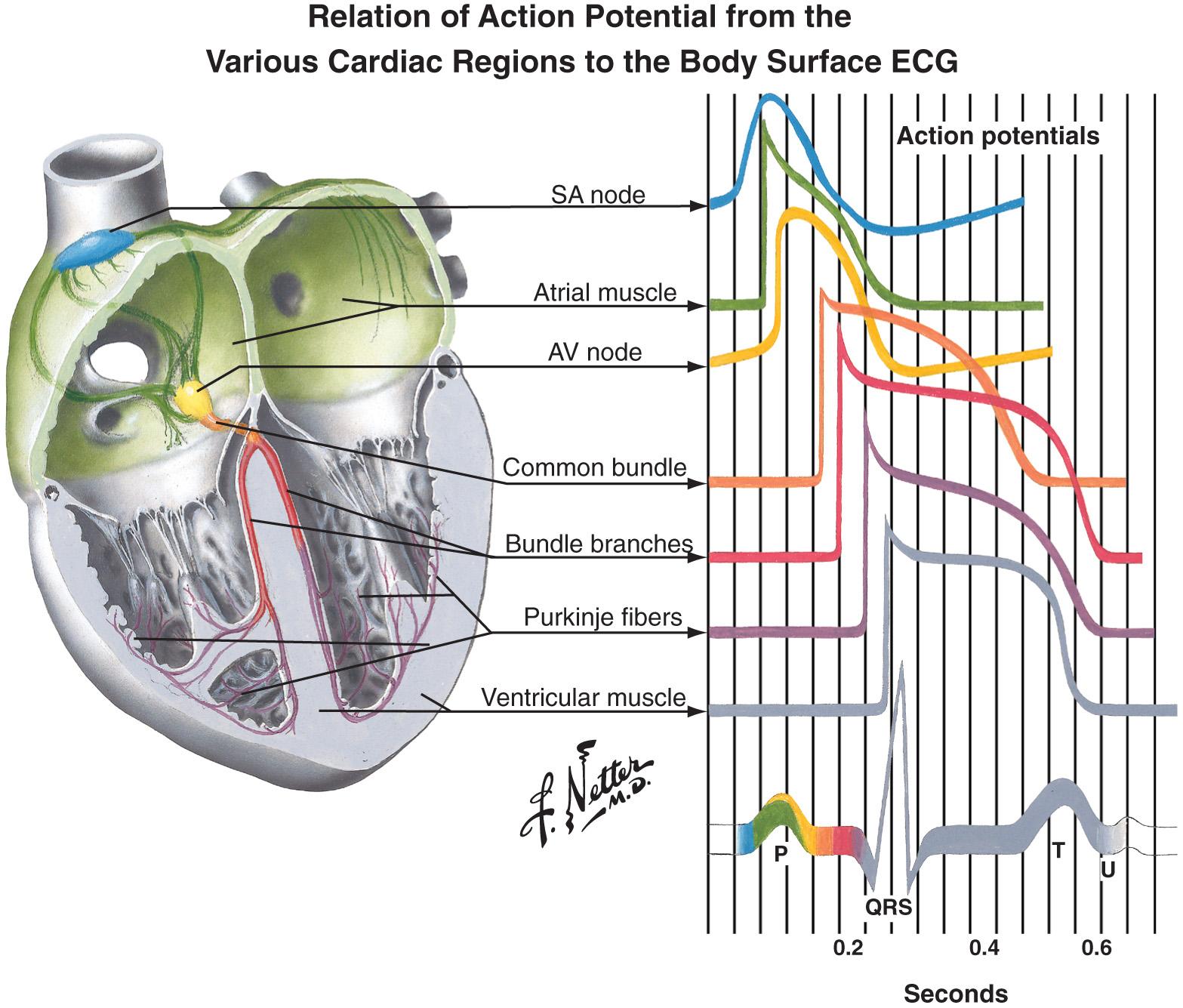 Figure 12.5, Regional action potentials and electrocardiographic correlation. AV , Atrioventricular; SA , sinoatrial.
