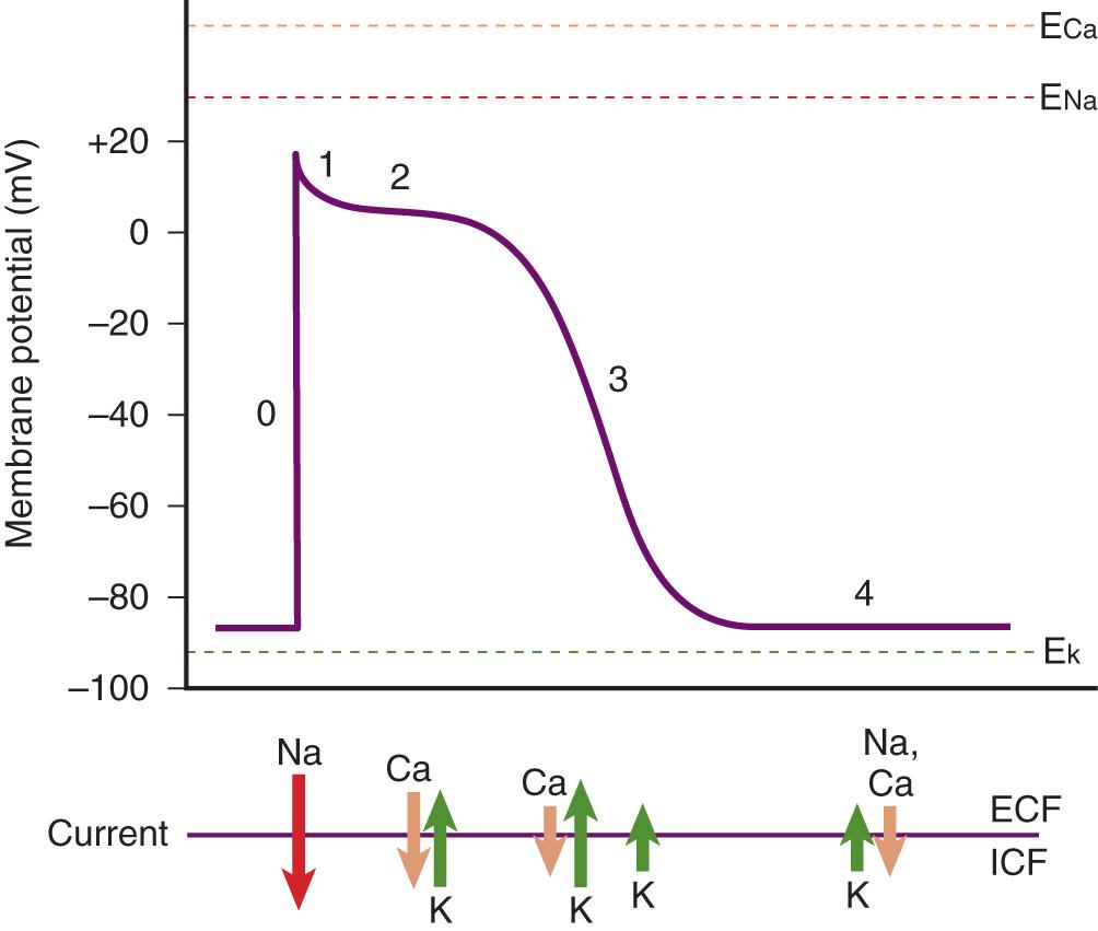 Figure 12.6, The cardiac action potential is a result of ion flux across the cell membrane. ECF, Extracellular fluid; ICF, intracellular fluid.