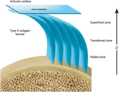eFIGURE 47–1, Schematic illustration of type II collagen matrix in cartilage. The primary constituents of the cartilage matrix are water, type II collagen, and aggregating proteoglycans (aggrecan). The structural organization of the collagen matrix varies with depth from the articular surface and influences the T2 relaxation time of cartilage. In the radial zone, the collagen matrix is aligned perpendicular to bone. This high degree of orientation or anisotropy provides an efficient mechanism for spin-spin relaxation, leading to short T2 values. Toward the articular surface, the oblique orientation and lower anisotropy in the transitional zone lead to a lengthening of T2, resulting in high signal intensity on T2-weighted images. At the surface, fibrils are aligned parallel to the articular surface. At the articular surface, a distinct surface layer, or lamina splendens, is adherent to the horizontally oriented fibers of the superficial collagen leaves. This layer is generally too thin to resolve with clinical MR images.