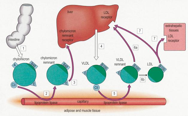 Fig. 13.1, Lipoprotein metabolism. (LDL, low density lipoprotein; VLDL, very low density lipoprotein.)