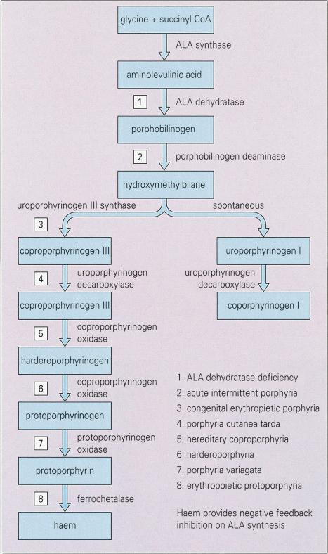 Fig. 13.91, Biochemistry of porphyria.