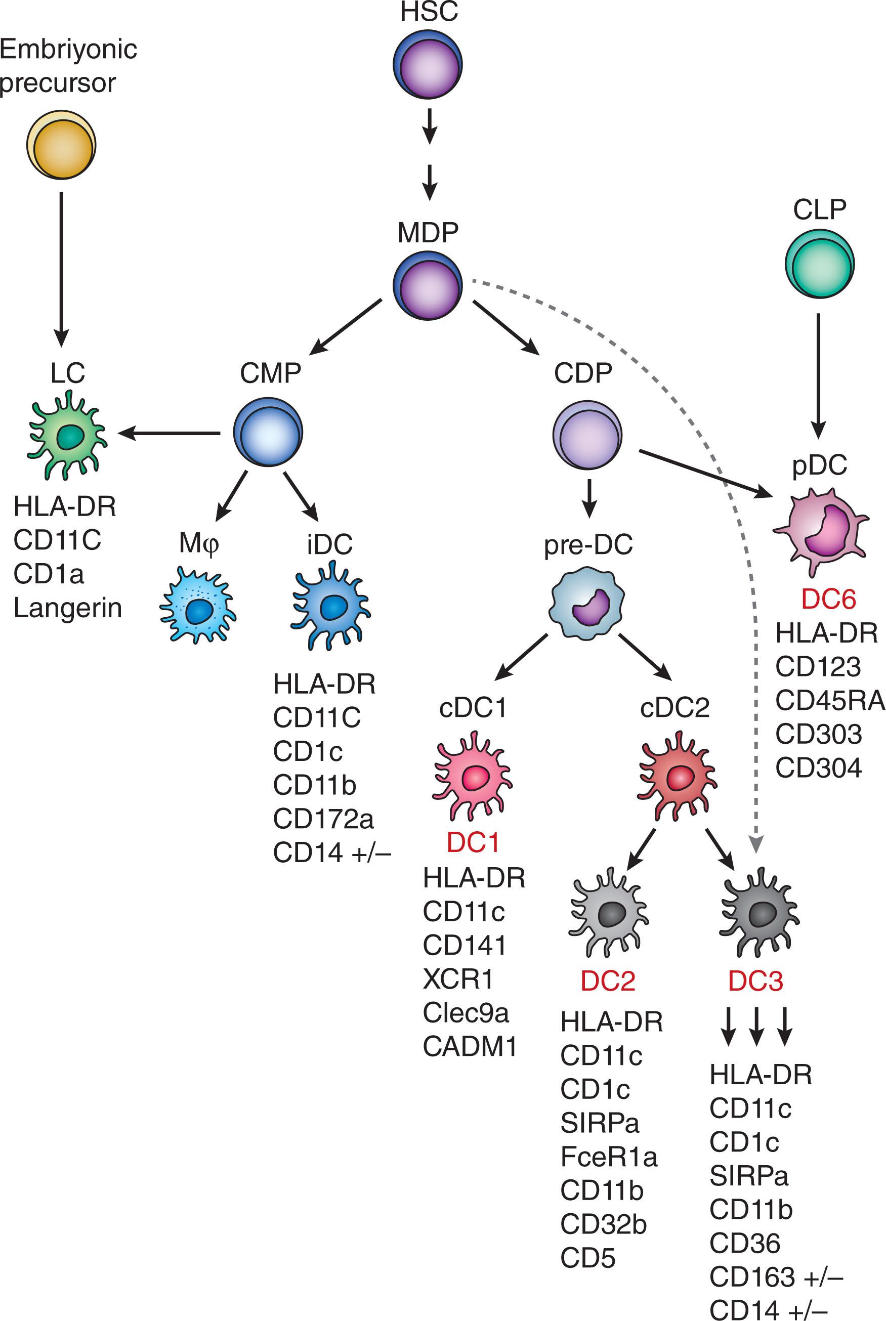 Figure 20.1, SIMPLIFIED MODEL OF DENDRITIC CELL HEMATOPOIESIS AND SUBSET CLASSIFICATION.