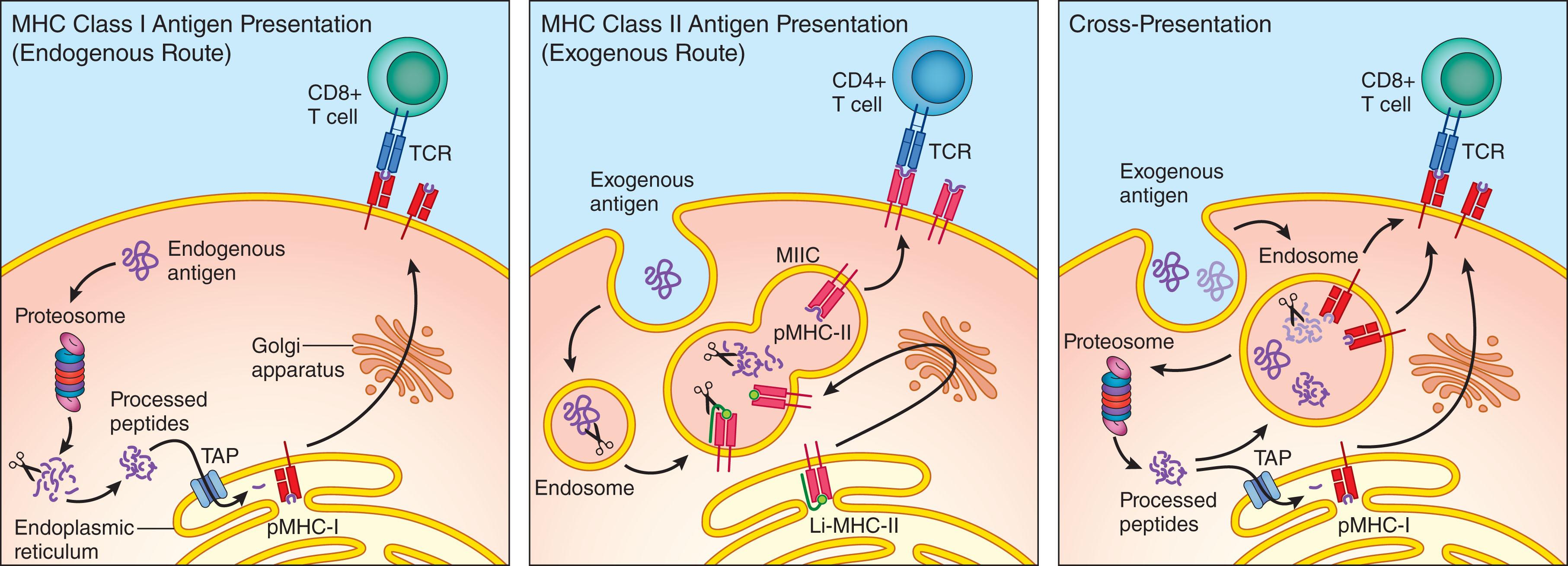 Figure 20.3, ANTIGEN PRESENTATION PATHWAYS IN DENDRITIC CELLS.