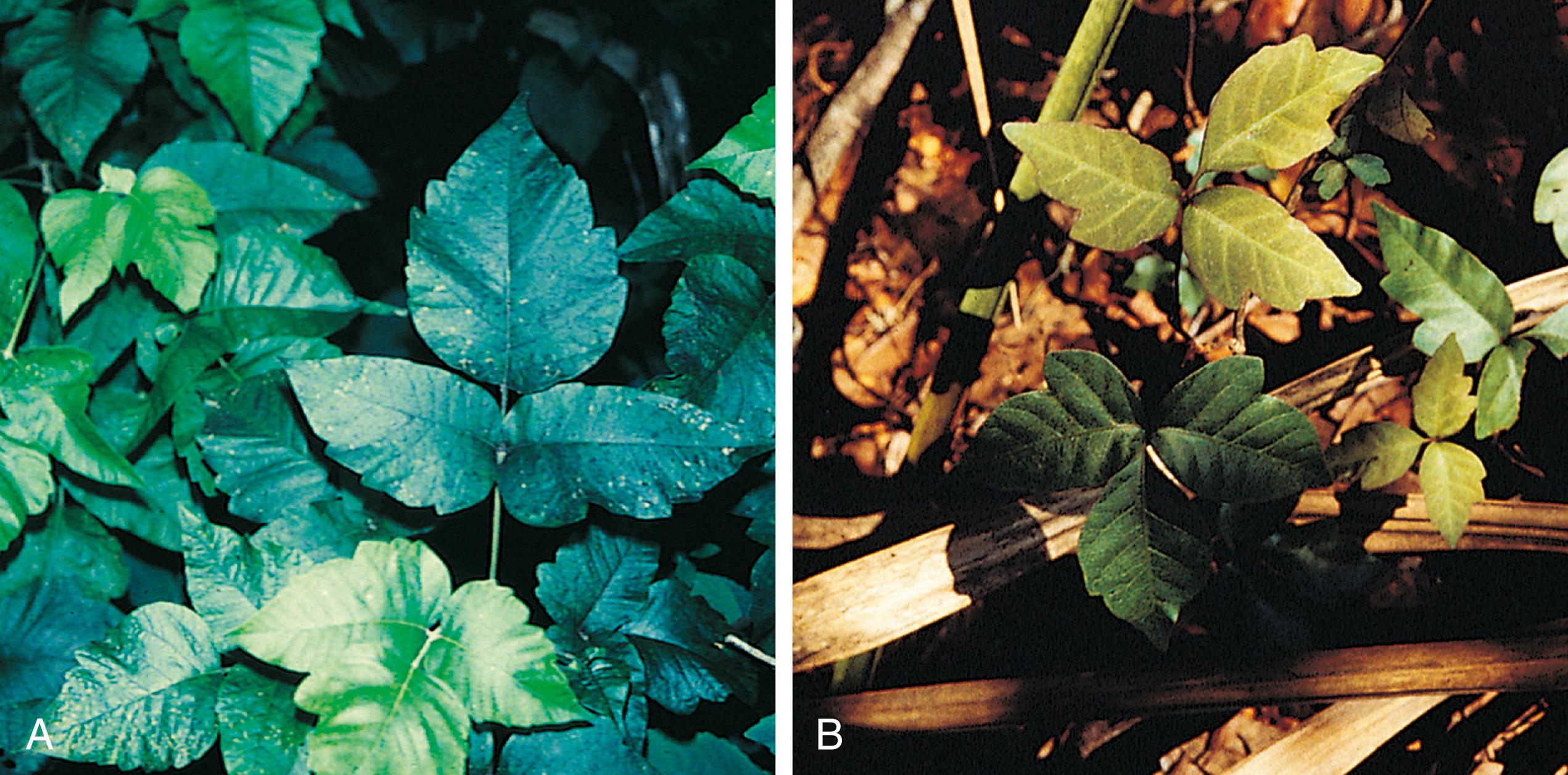 Fig. 8.29, (A) Poison ivy. The plant has characteristic shiny leaves in groups of three. It may resemble a vine, a low shrub, or a bush. (B) Poison oak. This also has leaves in groups of three, although the edges tend to be more scalloped than those of poison ivy.