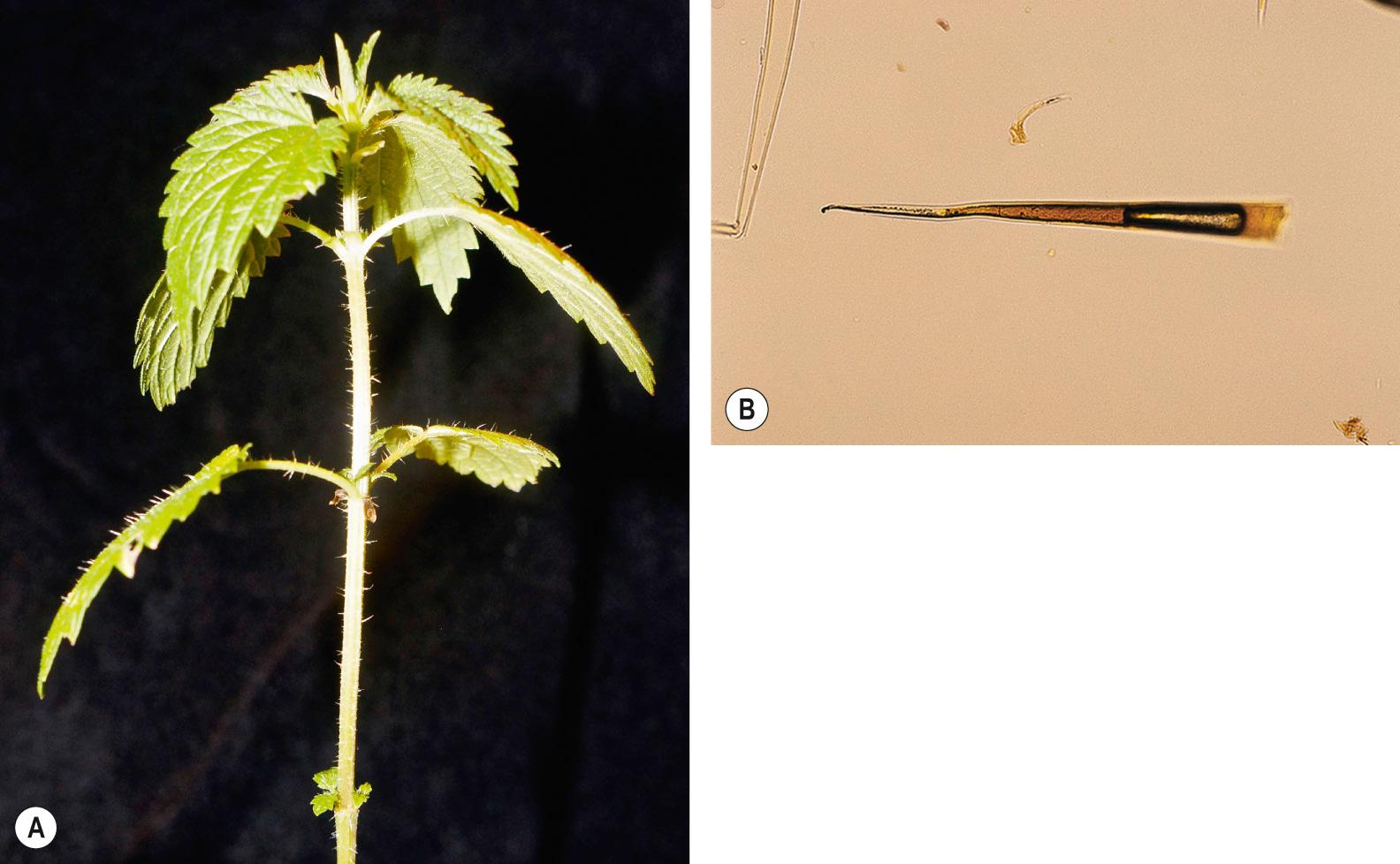 Fig. 17.2, Stinging nettle ( Urtica dioica ).