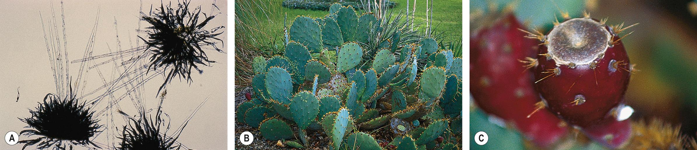 Fig. 17.3, Prickly pears ( Opuntia spp.) and their glochids.