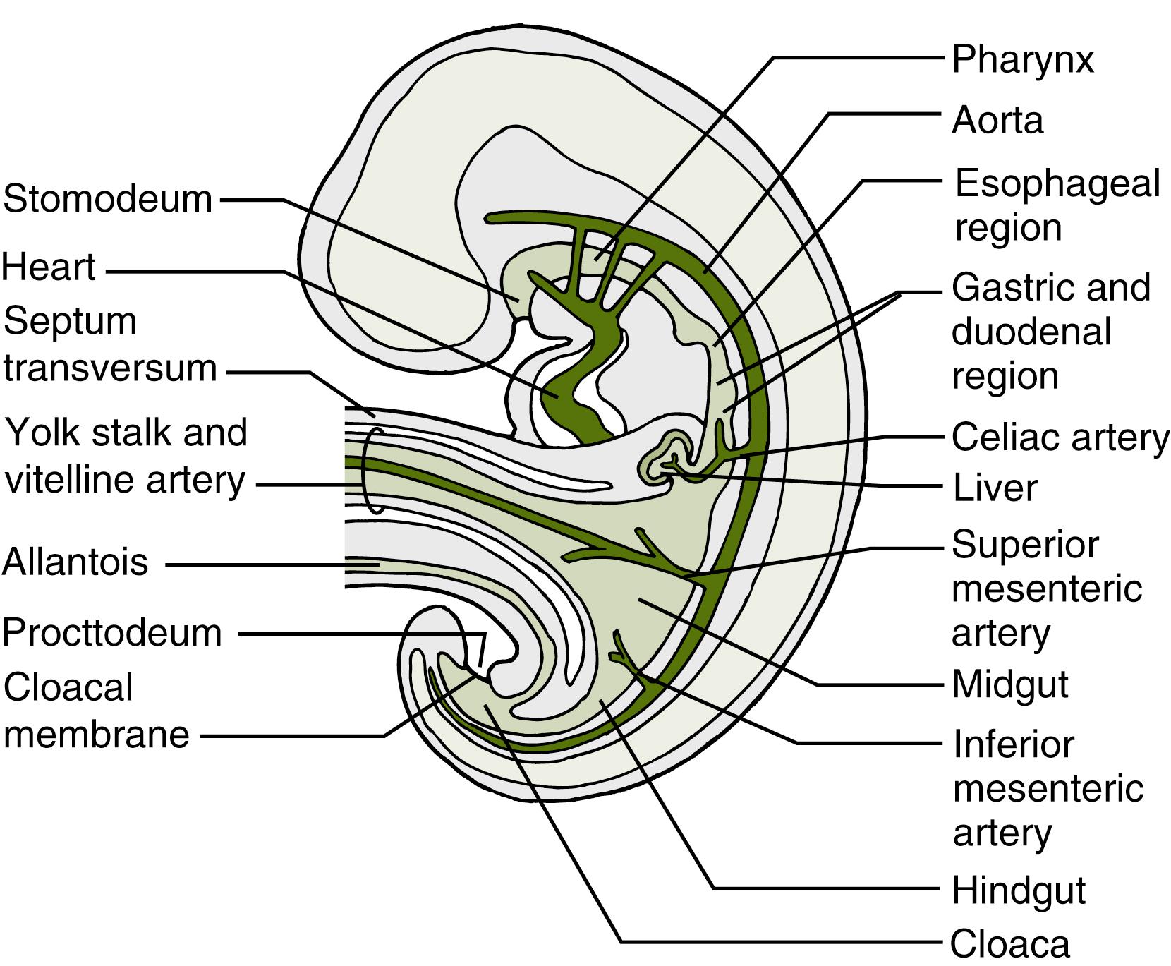 Fig. 19.1, Median section of a 4-week-old embryo showing the early digestive system and its blood supply. The primitive gut is a tube extending the whole length of the embryo; it evolves from incorporation of the dorsal part of the yolk sac with its vascular supply into the embryo.