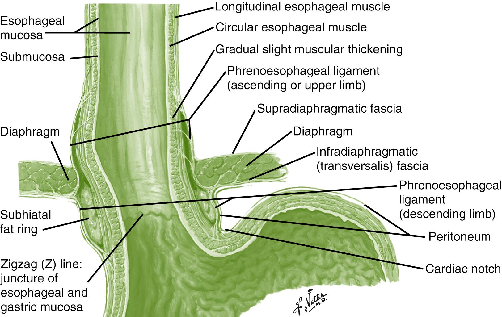 Fig. 19.3, The LES and the crural diaphragm constitute the intrinsic and extrinsic sphincter, respectively. The two sphincters are anatomically superimposed on each other and are anchored by the phrenoesophageal ligament.
