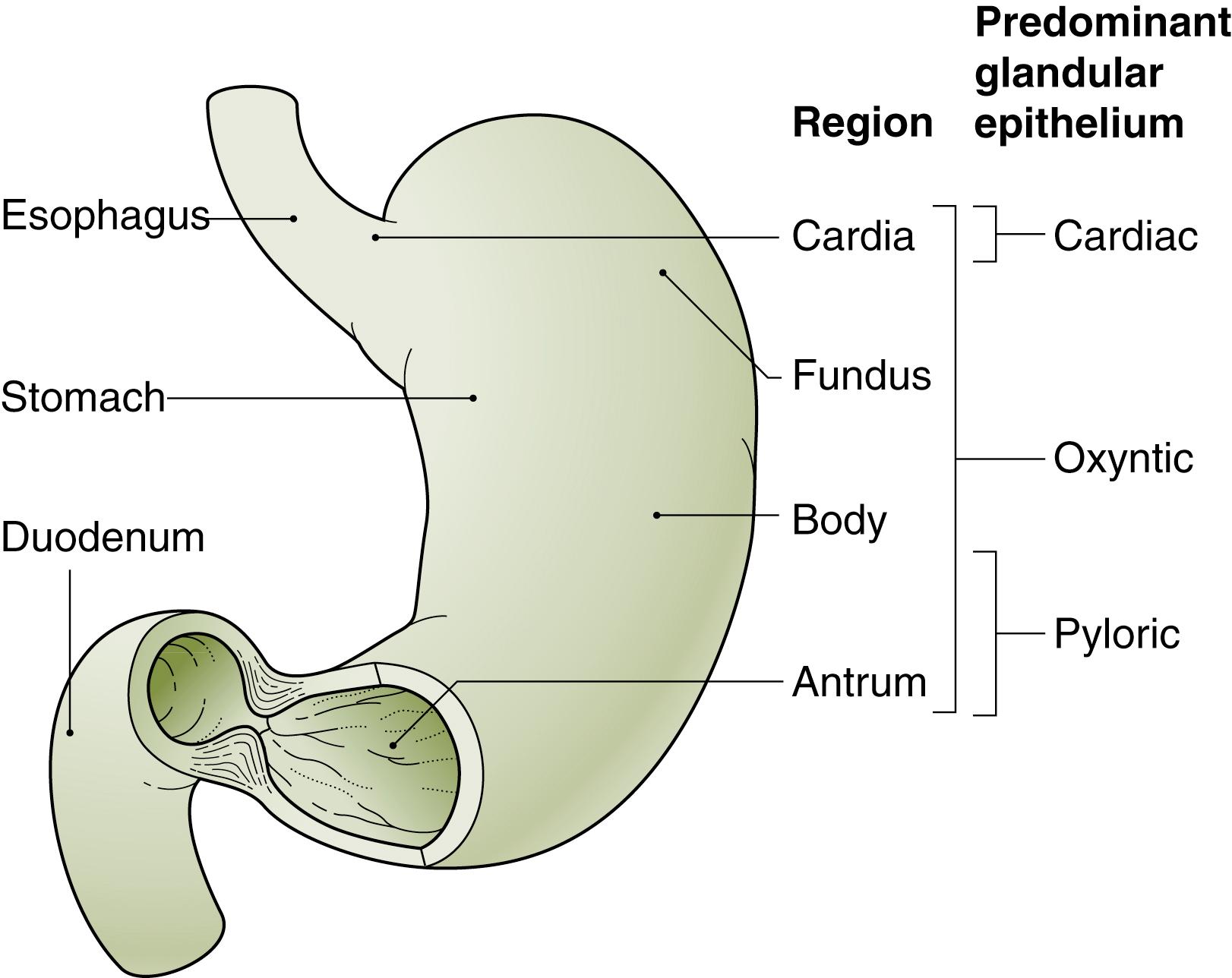 Fig. 24.2, Anatomy of the Stomach.