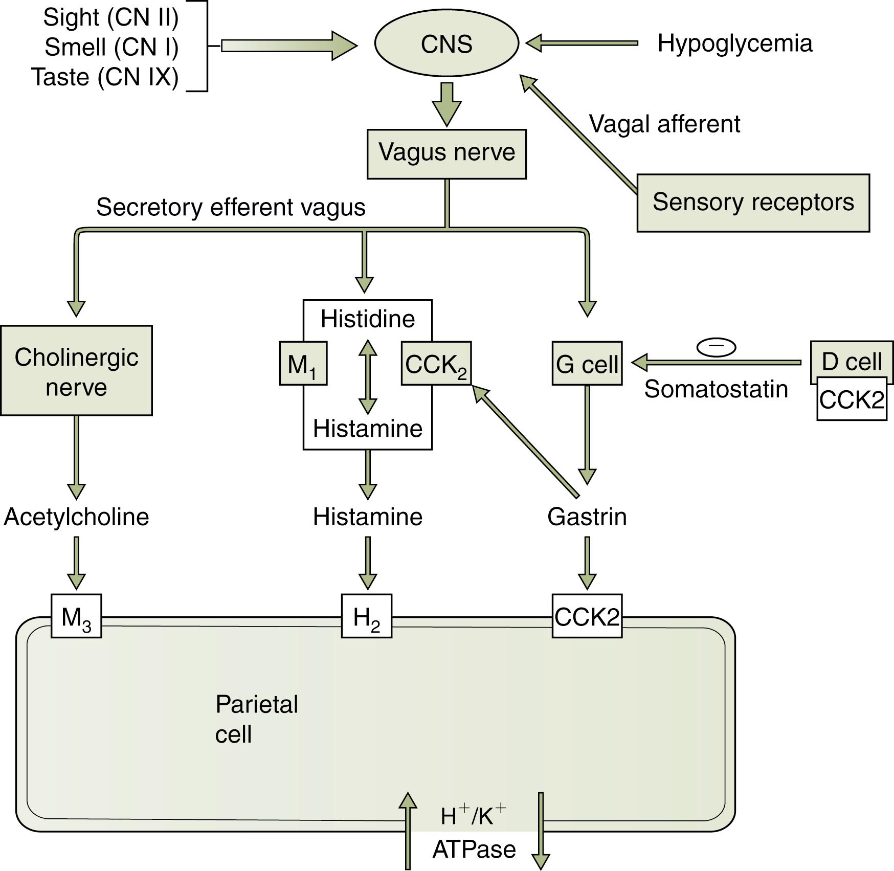 Fig. 24.3, Secretory influences and hormones involved in the synthesis and secretion of hydrochloric acid by parietal cells. CCK, Cholecystokinin; CNS, central nervous system.