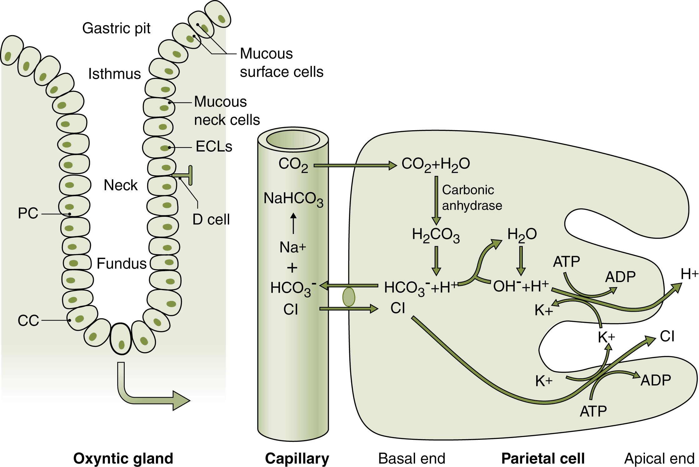 Fig. 24.4, Steps involved in the secretion of hydrochloric acid into the gastric lumen. ATP, Adenosine triphosphate; CC, chief cell; D cell, somatostatin-containing D cells; ECL, enterochromaffin-like cell; PC, parietal cell.