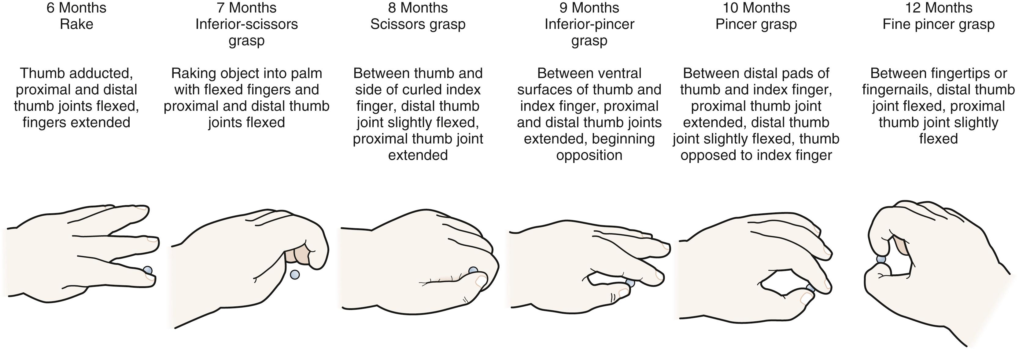 Fig. 3.16, Development of prehension.