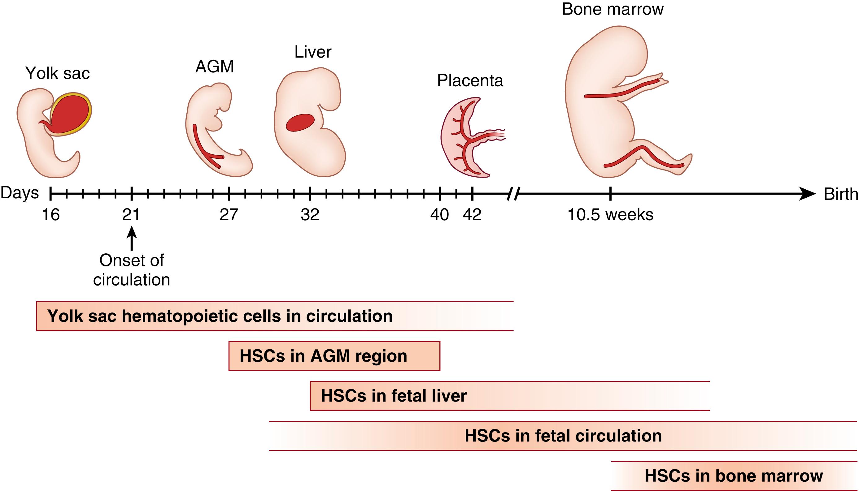 Fig. 107.1, Discrete temporal and anatomic waves of hematopoietic development in the human embryo and fetus. Hematopoietic cells are found in the yolk sac as early as day 16, and persist in both the yolk sac and the intraembryonic circulation and organs until the yolk sac disappears. Definitive hematopoiesis emerges from the floor of the dorsal aorta in the aorta-gonad-mesonephros (AGM) region, with CD34 + CD45 + cells capable of giving rise to the hematopoietic system present from days 27 to 40. CD34 + CD45 + cells with hematopoietic potential are first detected in the fetal liver on day 30. While the hematopoietic compartment is thought to transition to the bone marrow cavity during the second trimester, with hematopoietic cells present as early as gestational week 10.5 and cells with hematopoietic stem cell (HSC) activity detectable by gestational week 15 to 16, it is unclear when the fetal liver stops supporting hematopoiesis. Hematopoietic cells including HSCs are also found in the circulation and placenta starting at day 42 and persisting until delivery. The bone marrow cavity is thought to be the primary hematopoietic organ by the time of delivery and throughout childhood and adult life.