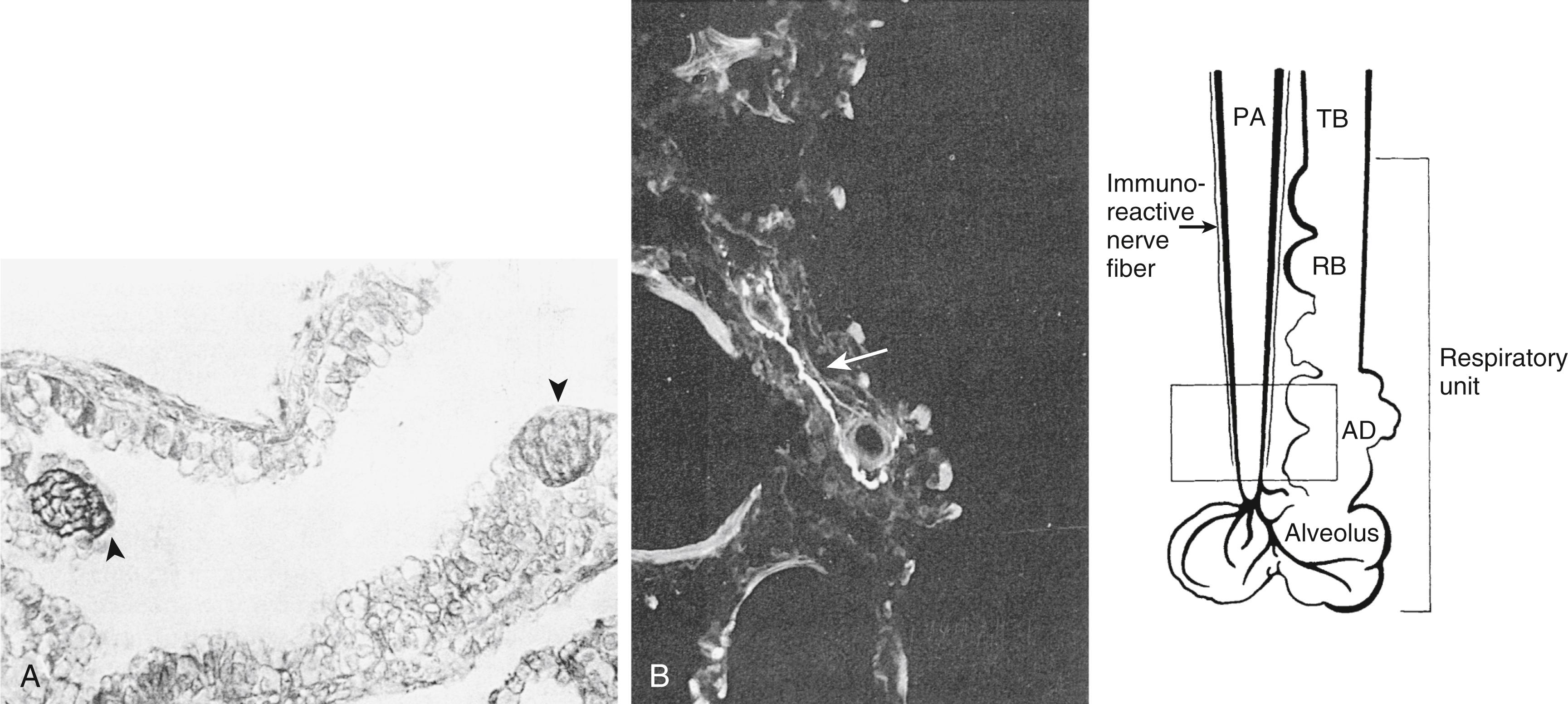Fig. 47.6, (A) Neuroepithelial bodies (arrowheads) are seen as dark-staining regions (immunoreactive for serotonin) in the airway of a newborn infant. (B) Tyrosine hydroxylase immunoreactive perivascular nerve fibers (arrow) at the adventitial-medial border of an alveolar duct artery in a child age 2.5 years. Diagram on the right shows terminal bronchiole (TB) and airways of respiratory unit accompanied by an innervated pulmonary artery (PA) . AD, Alveolar duct; RB, respiratory bronchiole; square indicates area shown in (B).