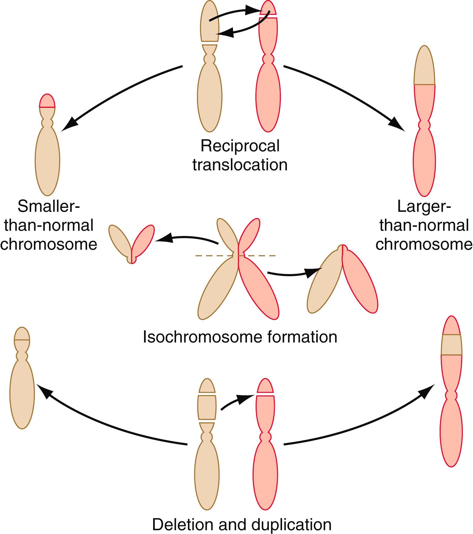 Fig. 8.14, Different types of structural errors of chromosomes.