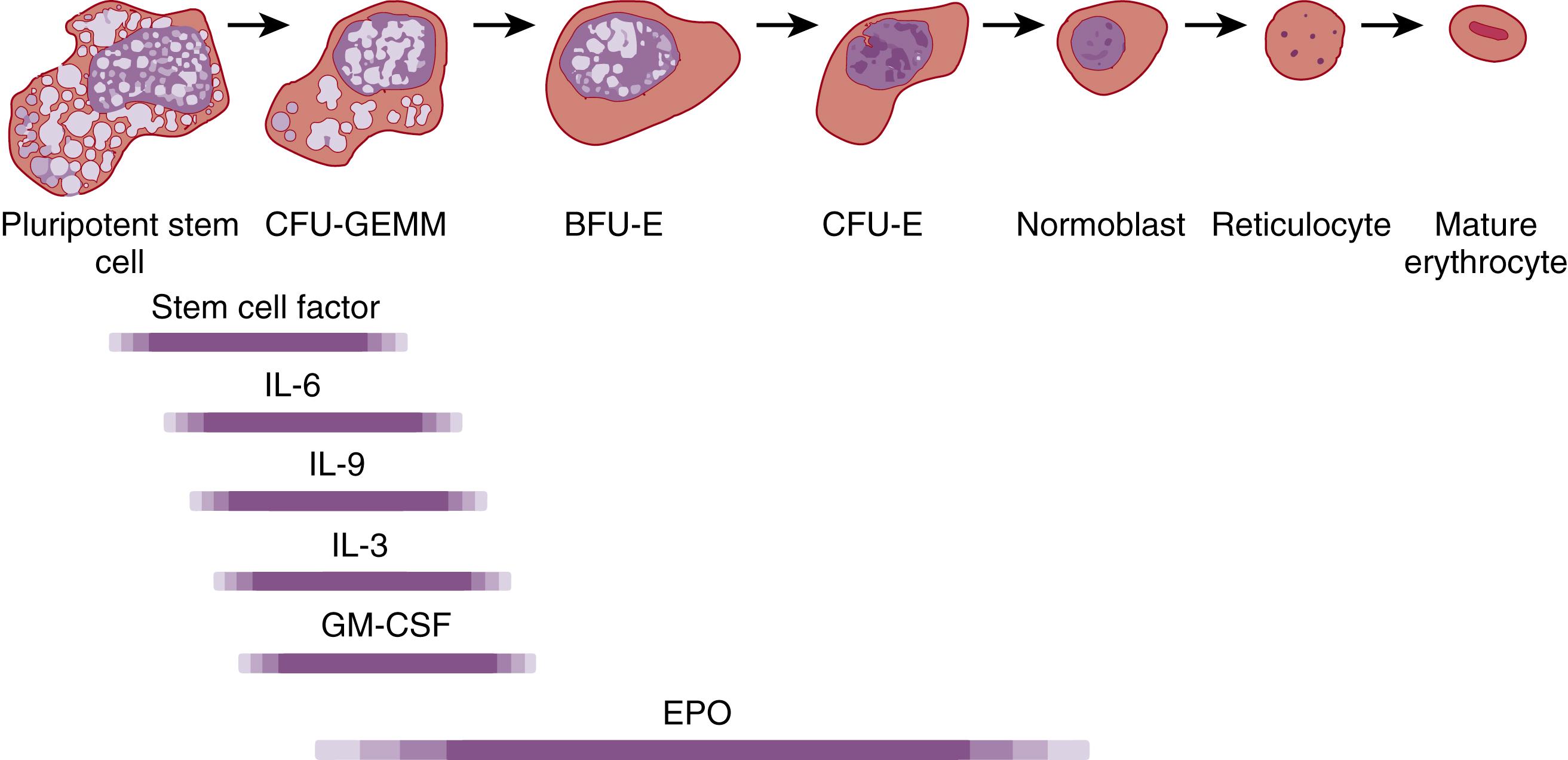 Fig. 109.2, Erythropoietic progenitors and the growth factors influencing erythropoiesis. BFU-E, Burst-forming unit–erythroid; CFU-E, colony-forming unit–erythroid; CFU-GEMM, colony-forming unit–granulocyte, erythrocyte, macrophage, and megakaryocyte; EPO, erythropoietin; GM-CSF, granulocyte-macrophage colony-stimulating factor; IL-3, interleukin-3; IL-6, interleukin-6; IL-9, interleukin-9.