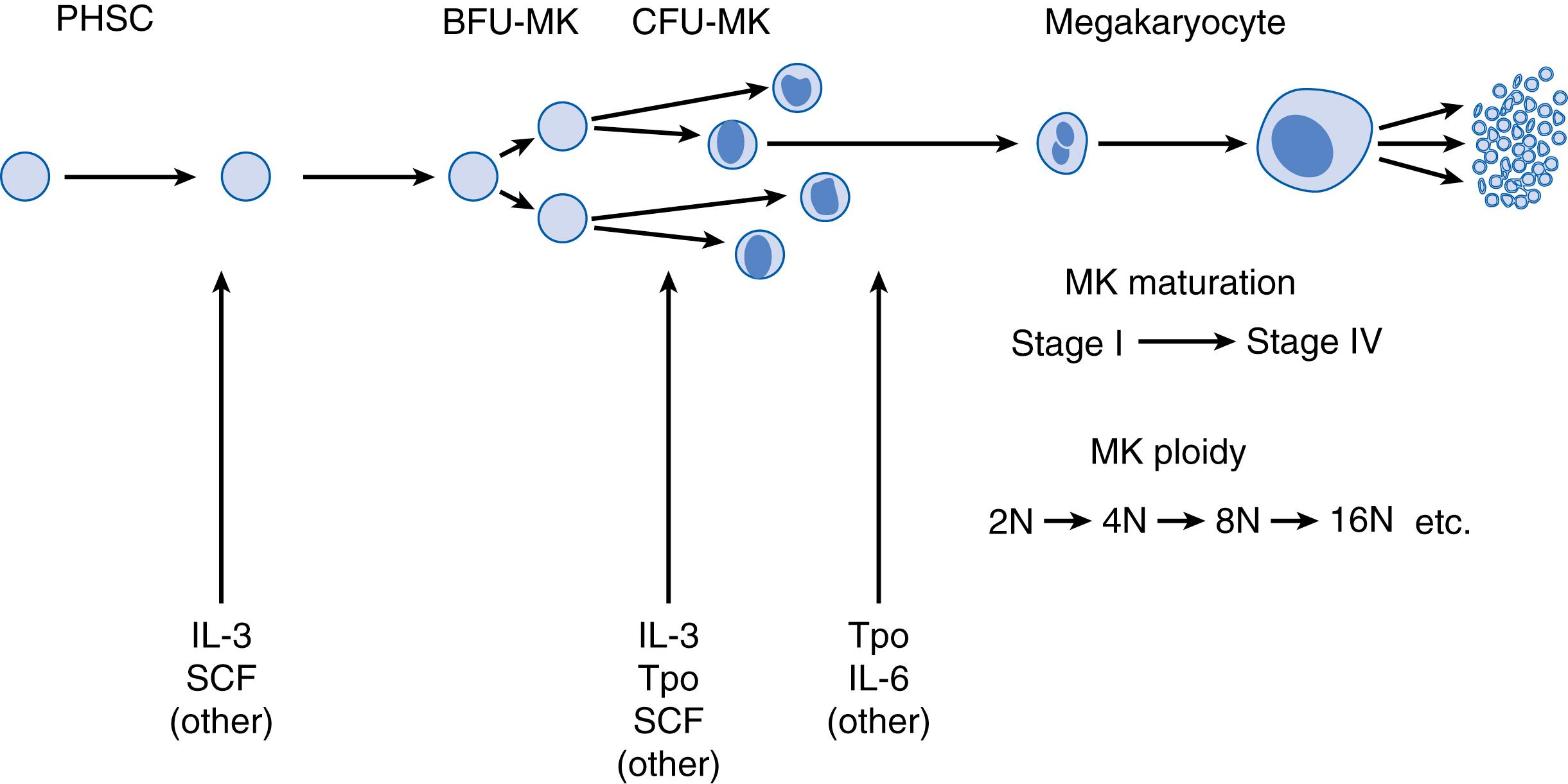 Fig. 110.1, Simplified scheme of megakaryocyte (MK) development. Many growth factors probably influence megakaryocytopoiesis at each stage. In some studies, the synergistic effect of interleukin-3 (IL-3) with stem cell factor (SCF) and thrombopoietin (Tpo) was demonstrated. IL-3 seems to be essential for early MK proliferation (especially fetal) from pluripotent hematopoietic stem cell (PHSC) through colony-forming unit, MK (CFU-MK) . BFU, Burst-forming unit; IL-6 , interleukin 6.