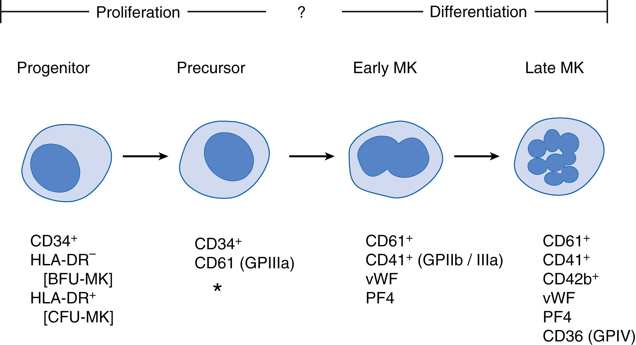 Fig. 110.2, Immunologic classification of megakaryocyte (MK) development. Burst-forming unit, MK (BFU-MK) , and colony-forming unit, MK (CFU-MK) , are considered progenitor cells. CFU-MK may transition into a precursor cell that still retains proliferative potential. Fragmentary data on various stages of MK differentiation suggest a chronologic appearance of specific platelet glycoproteins (GP) and other platelet antigens such as von Willebrand factor (vWf) and platelet factor 4 (PF4) . The asterisk indicates that MK antigens CD41 (GPIIb/IIIa) and CD41a (GPIIb) may be expressed on an earlier cell of the MK lineage that retains proliferative capacity. HLA-DR , Human leukocyte antigen-DR.