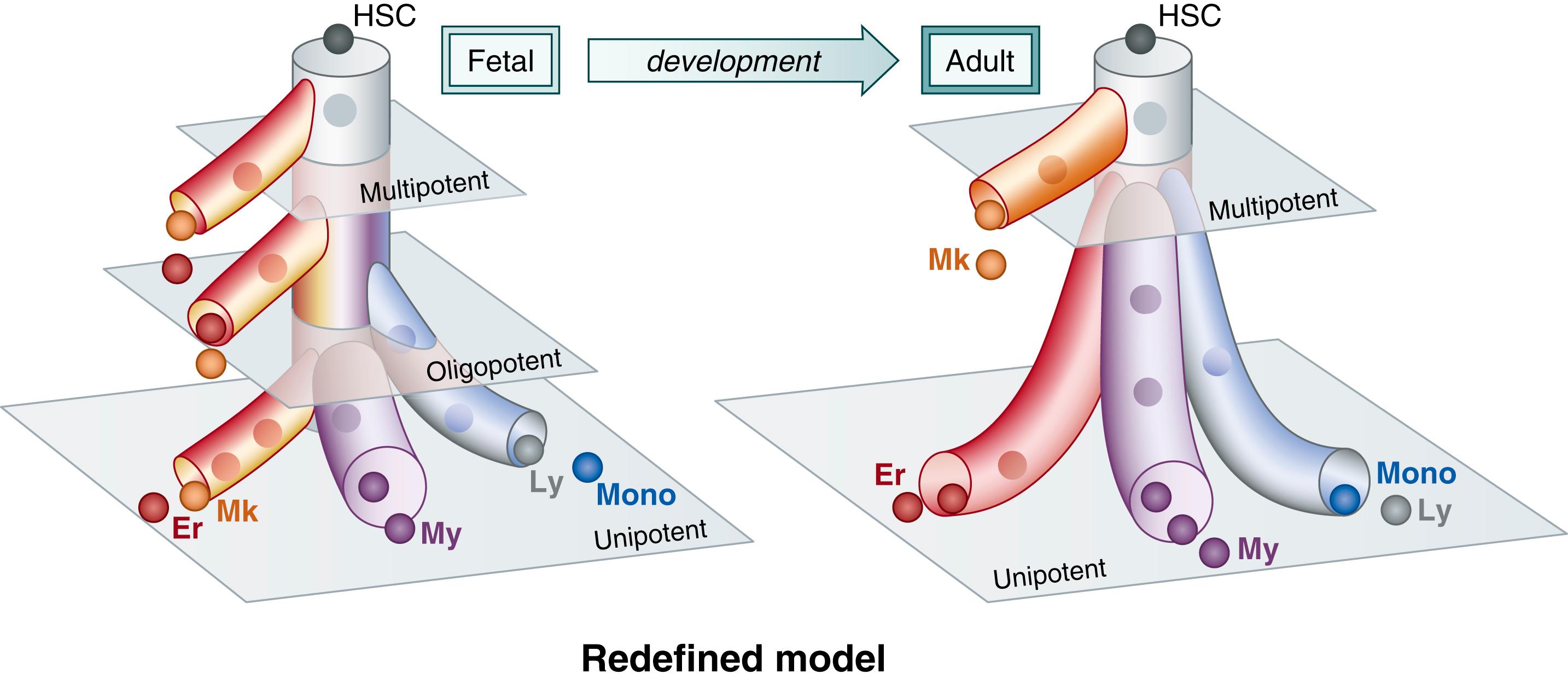 Fig. 110.3, Graphical representation of the redefined model showing the predominant lineage potential of the newly defined progenitor subsets. This redefined model envisions a developmental shift in the progenitor cell architecture, transitioning from a three-tier hierarchy in fetal life to a two-tier hierarchy by adulthood. Er, Erythrocytes; HSCs , hematopoietic stem cells; Ly, lymphocytes; Mk, megakaryocytes; Mono, monocytes.