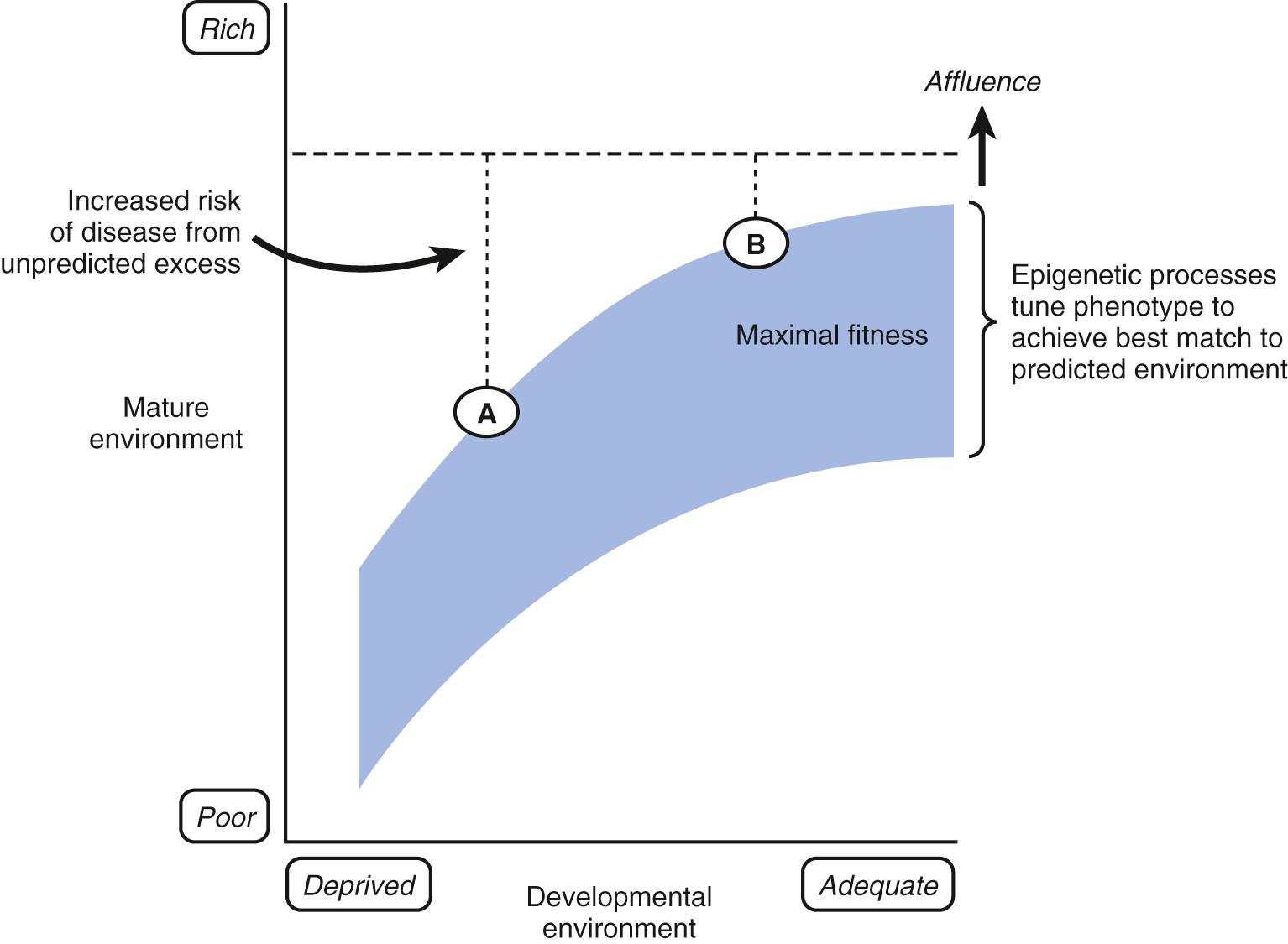 Fig. 16.1, Schematic representation of the mismatch concept that emphasizes the degree of disparity between the environment experienced during development and that experienced later ( hatched line on top ), on the risk of disease. During the period of developmental plasticity in prenatal and early postnatal life, epigenetic processes are thought to alter gene expression to produce phenotypic attributes best suited to the environment and based on environmental cues transmitted via the mother ( shaded area ). Greater mismatch gives greater risk of disease from unpredicted excessive richness (high-calorie-density food, sedentary lifestyle) in the environment. Risk is greater with poorer developmental environment ( A versus B ) and with socioeconomic transitions to an affluent Western lifestyle.