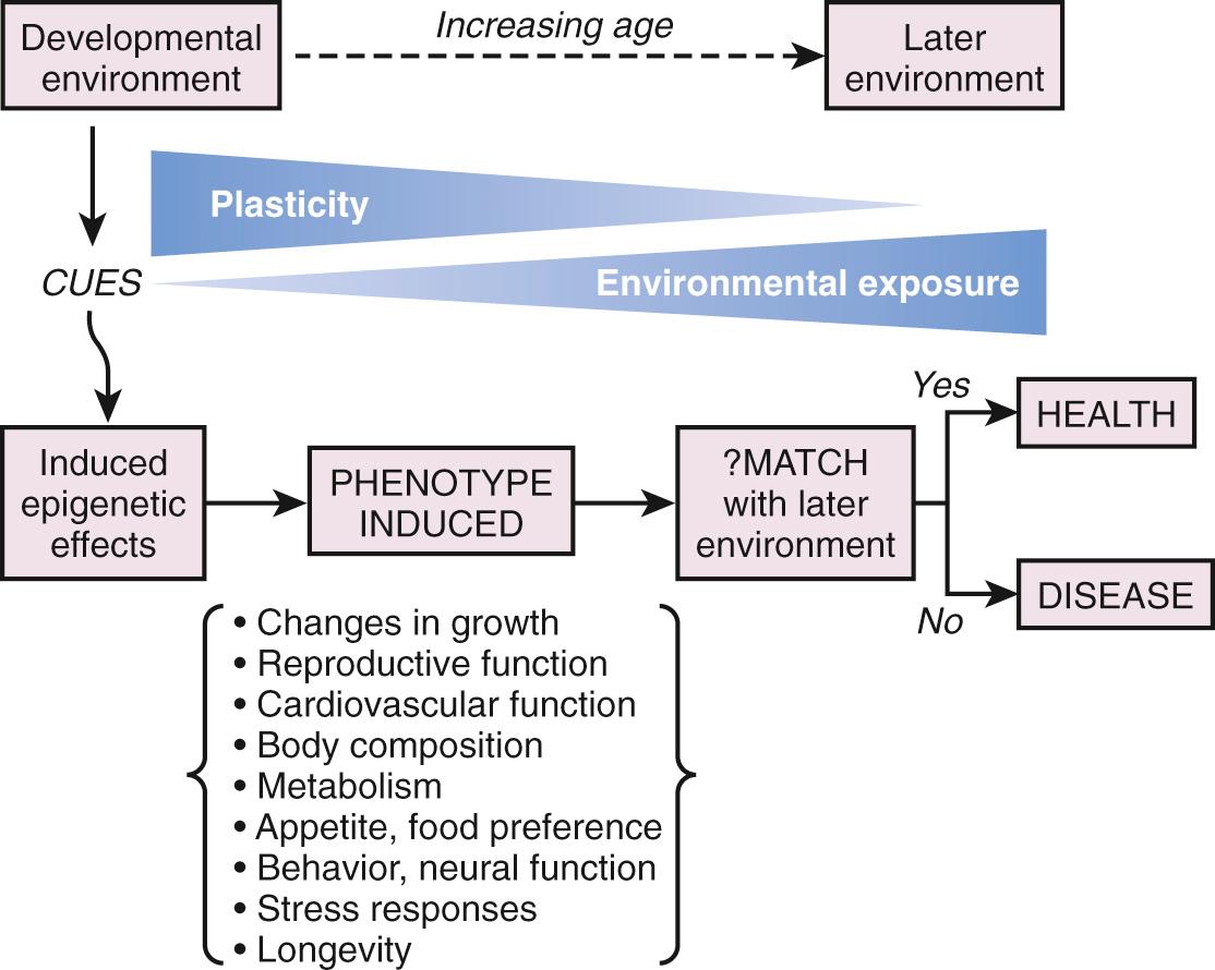 Fig. 16.3, Developmental plasticity declines and exposure to environmental challenges increases with age. Epigenetic processes are induced by cues from the developmental environment. They play a role in determining the phenotype of the offspring as part of a life course strategy to match the environment. If not appropriately matched, the risk of later disease is increased.