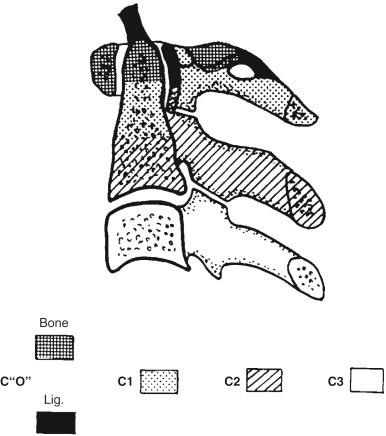 FIGURE 6-3, Development of the atlantoaxial spine. Lig., Ligament.