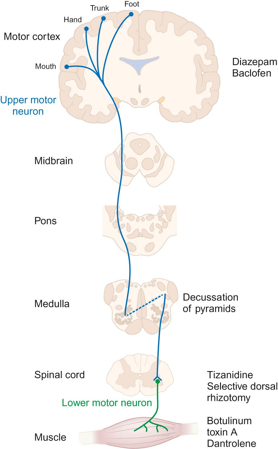 Fig. 5.1, Drugs and their sites of action in the management of spasticity.