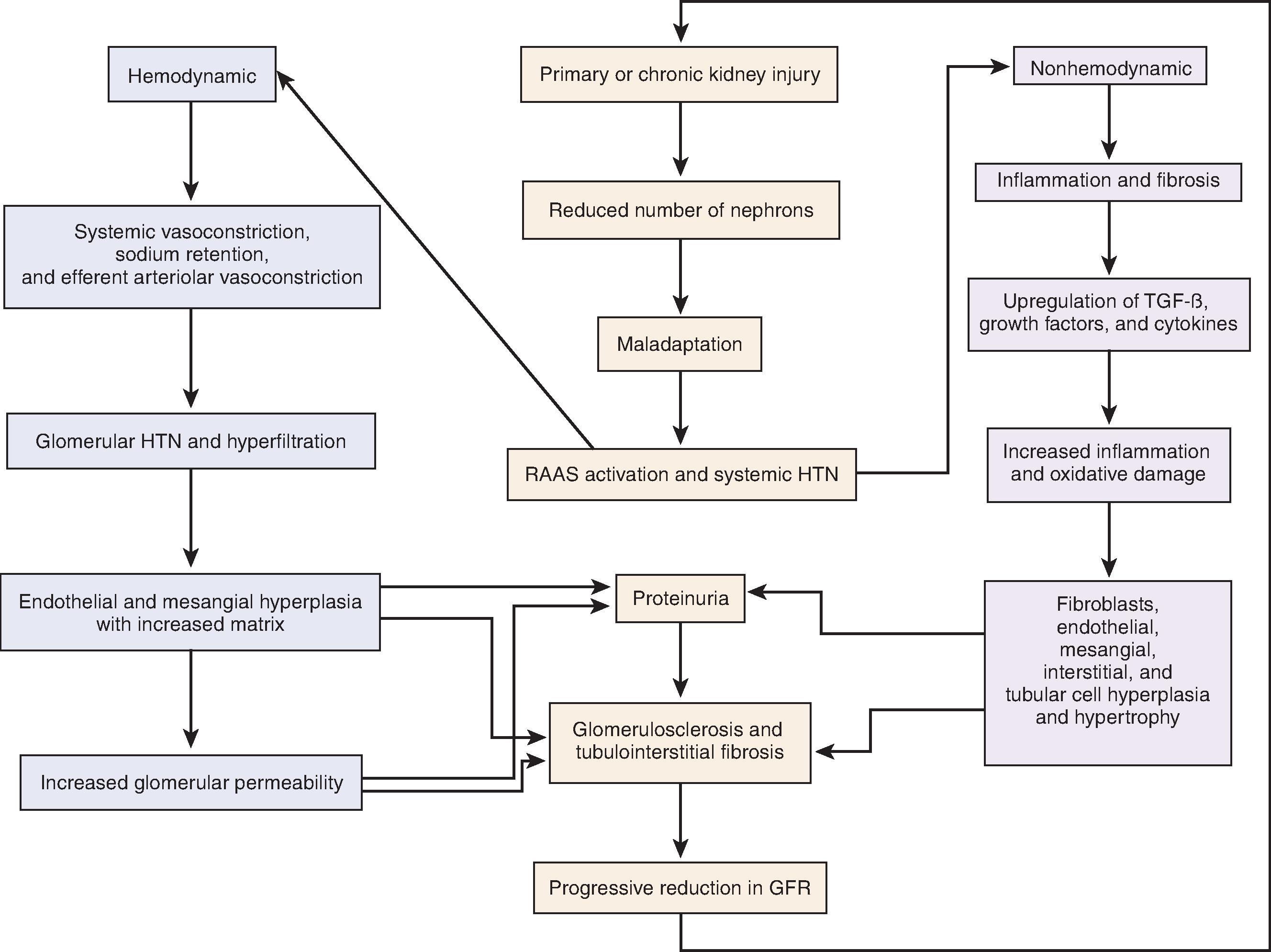 Fig. 50.2, Diagram of the pathogenesis of progressive chronic kidney disease. After a primary or chronic injury occurs, activation of the renin-angiotensin-aldosterone system leads to hemodynamic and nonhemodynamic injury. GFR , Glomerular filtration rate; HTN, hypertension; RAAS , renin-angiotensin-aldosterone system; TGF-β , transforming growth factor-β.