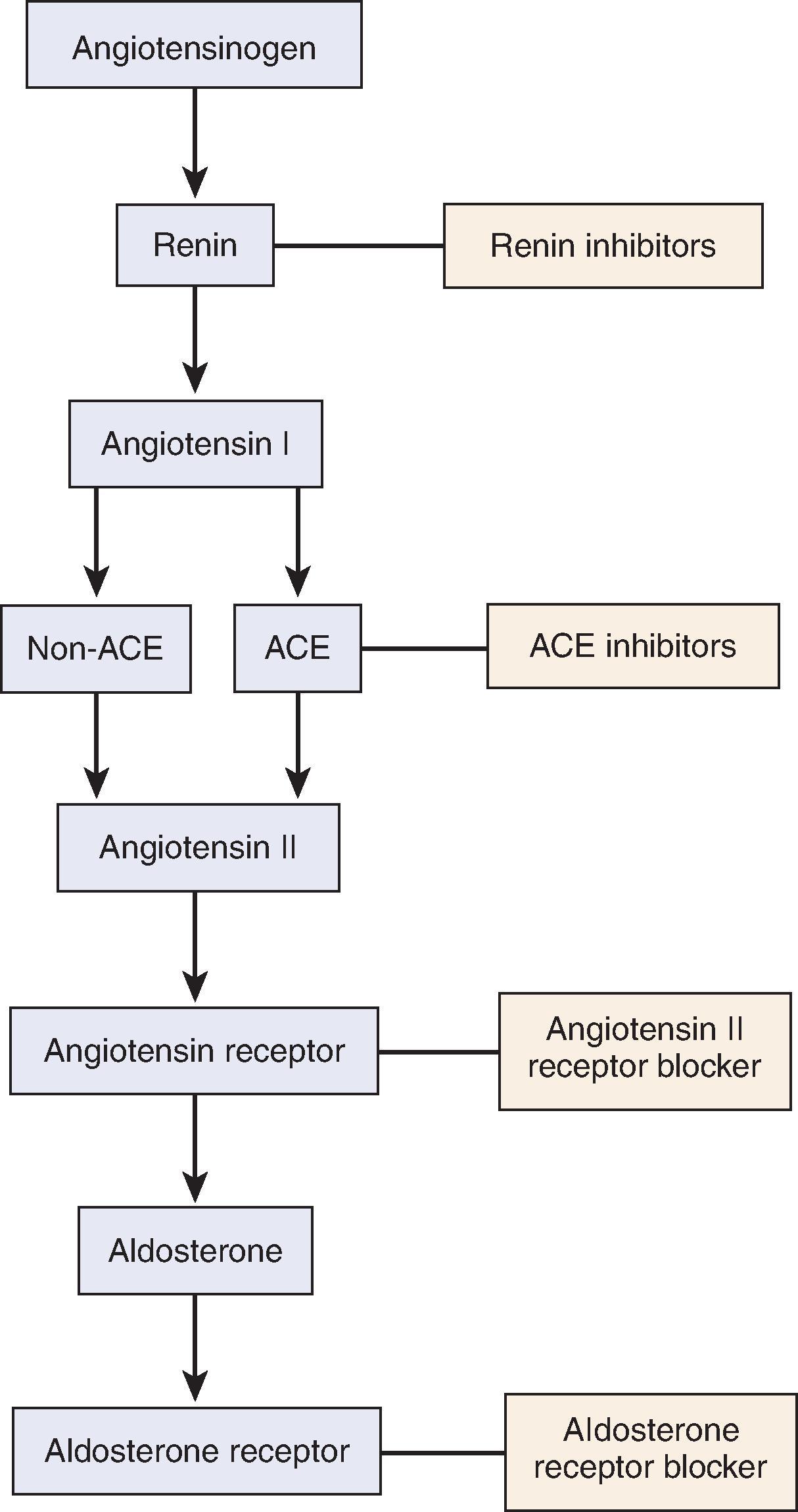 Fig. 50.3, Diagram of renin-angiotensin-aldosterone activation and targeted therapies that interrupt the pathway. ACE , Angiotensin-converting enzyme.