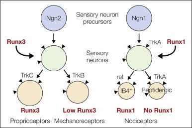 Figure 9-2, Specification of primary sensory neurons in embryonic life.