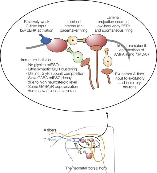Figure 9-3, Diagram showing some of the key features of the nociceptive circuit in the superficial dorsal horn that differ in the neonatal rat and adults.