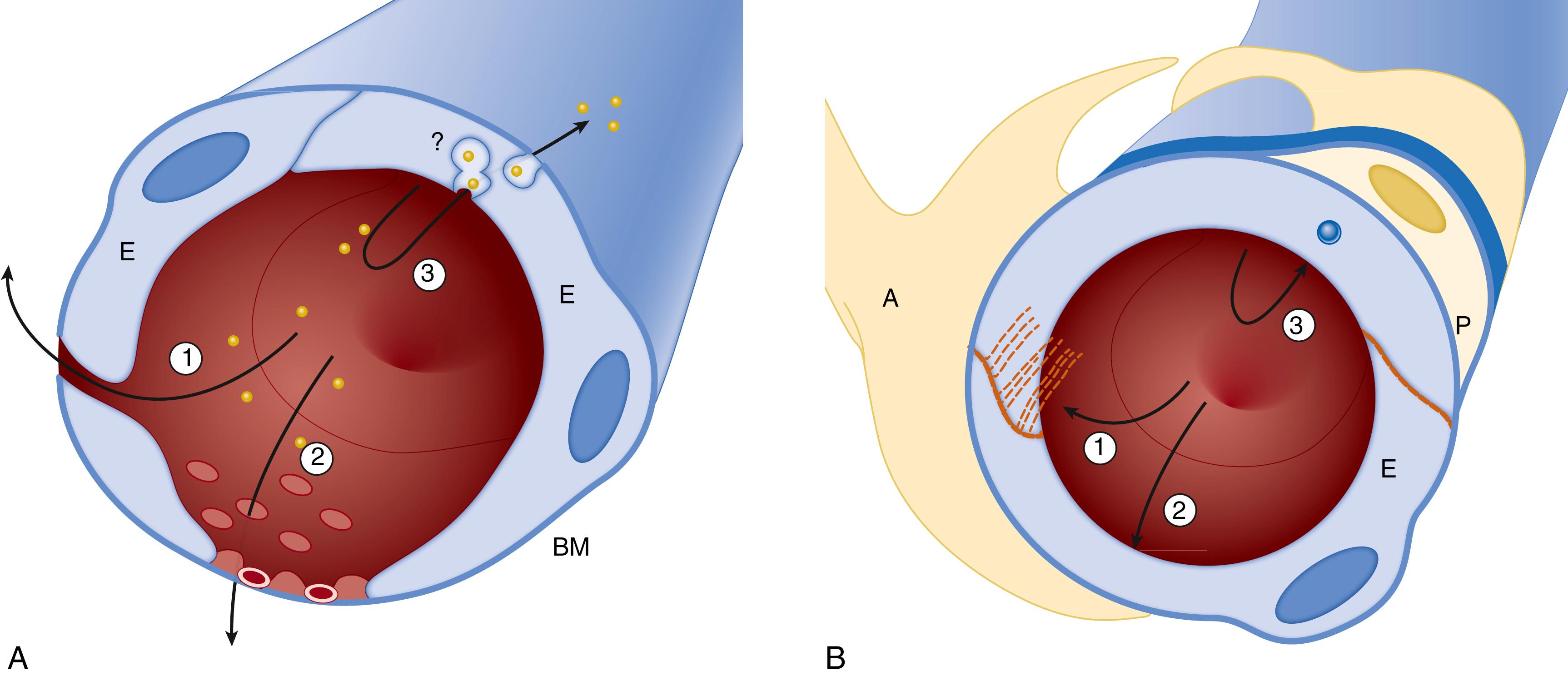 Fig. 126.1, Comparative anatomic features of nonbarrier and blood-brain barrier capillaries. (A) Peripheral capillaries and nonbarrier capillaries of the central nervous system lack an effective barrier to blood-borne polar molecules because of diffusion between endothelial cells (1), diffusion through endothelial fenestrations (2), and vesicular-tubulovesicular transport (3). (B) Barrier capillaries are ensheathed by astrocytic foot processes, develop complex interendothelial tight junctions that block paracellular diffusion of polar substances, lack fenestrations, and contain a sparse vesicular transport system. A relatively thick basement membrane (BM) is interposed between the endothelial cells (E), astrocytic foot processes (A), and pericytes (P).