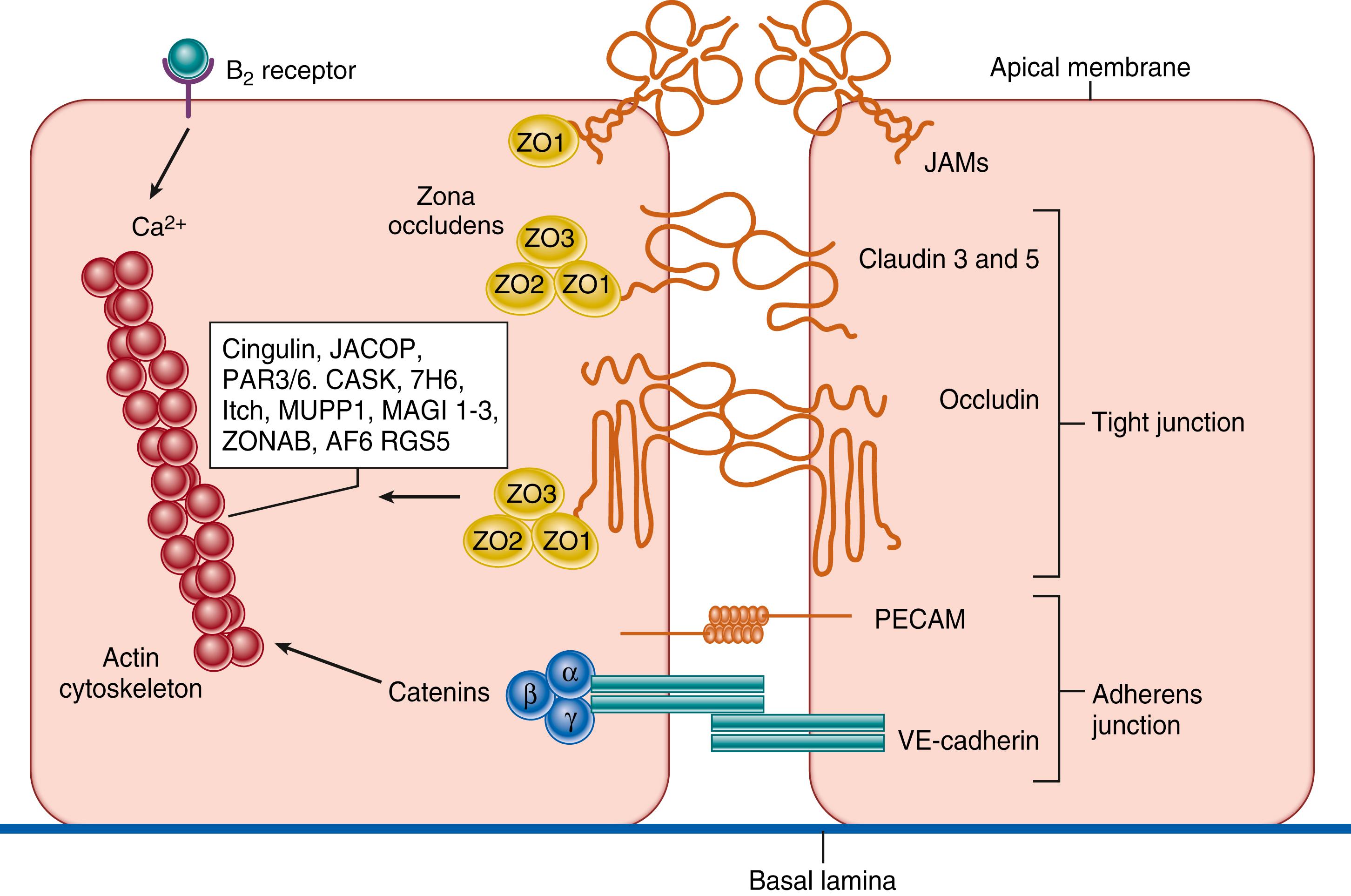 Fig. 126.2, Neurovascular unit: The cell associations at the blood-brain barrier (BBB). The cerebral endothelial cells form tight junctions at their margins, which seal the aqueous paracellular diffusional pathway between the cells. Pericytes are distributed discontinuously along the length of the cerebral capillaries and partially surround the endothelium. Both the cerebral endothelial cells and the pericytes are enclosed by and contribute to the local basement membrane, which forms a distinct perivascular extracellular matrix (basal lamina 1 [BL1]), different in composition from the extracellular matrix of the glial end feet bounding the brain parenchyma (BL2). Foot processes from astrocytes form a complex network surrounding capillaries, and this close cell association is important for the induction and maintenance of the barrier’s properties. Axonal projections from neurons onto arteriolar smooth muscle contain vasoactive neurotransmitters and peptides and regulate local cerebral blood. BBB permeability may be regulated by the release of vasoactive peptides and other agents from cells associated with the endothelium. Microglia are the resident immunocompetent cells of the brain. The movement of solutes across the BBB is either passive, driven by a concentration gradient from plasma to brain, with more lipid-soluble substances entering most easily, or it may be facilitated by passive or active transporters in the endothelial cell membranes. Efflux transporters in the endothelium limit the central nervous system penetration of a wide variety of solutes. JAMS , junctional adhesion molecules; PECAM , platelet–endothelial cell adhesion molecule.