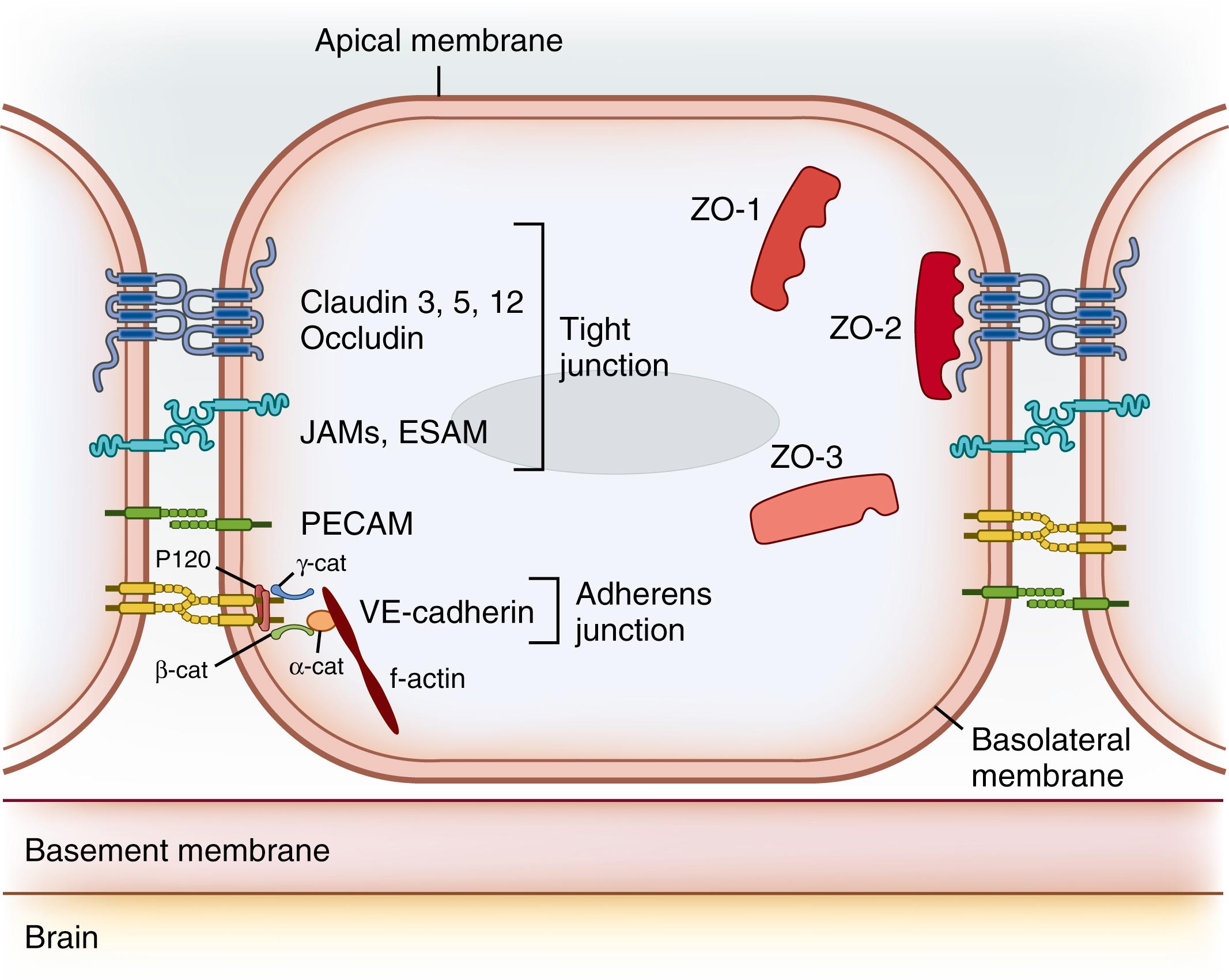 Fig. 126.3, Structure of the blood-brain barrier’s tight junctions. The tight junctional complex comprises occludin, claudin 3 and 5, and possibly other claudins. Cadherins of the adherens junctions provide structural integrity and attachment between the cells and are necessary for the formation of tight junctions. The barrier to diffusion and the high electrical resistance of the blood-brain barrier appear to be largely due to the properties of claudin 3 and 5. The claudins associate and bind to each other across the intercellular cleft. A different ratio of the claudin mix may subtly alter tight junctional properties and the strength of the junction. Occludin has similar associations across the cleft but does not form the restrictive pore to small ions. The claudins and occludin are linked to the scaffolding proteins ZO-1, ZO-2, and ZO-3 and, in turn, via cingulin dimers to the actin/myosin cytoskeletal system within the cell. The role of the junction-associated molecules (junctional adhesion molecules [JAMs], members of the immunoglobulin superfamily) is unclear. JAM-A is localized on the lateral membrane of brain endothelial cells. ESAM, Endothelial cell-selective adhesion molecule; PECAM , platelet–endothelial cell adhesion molecule.