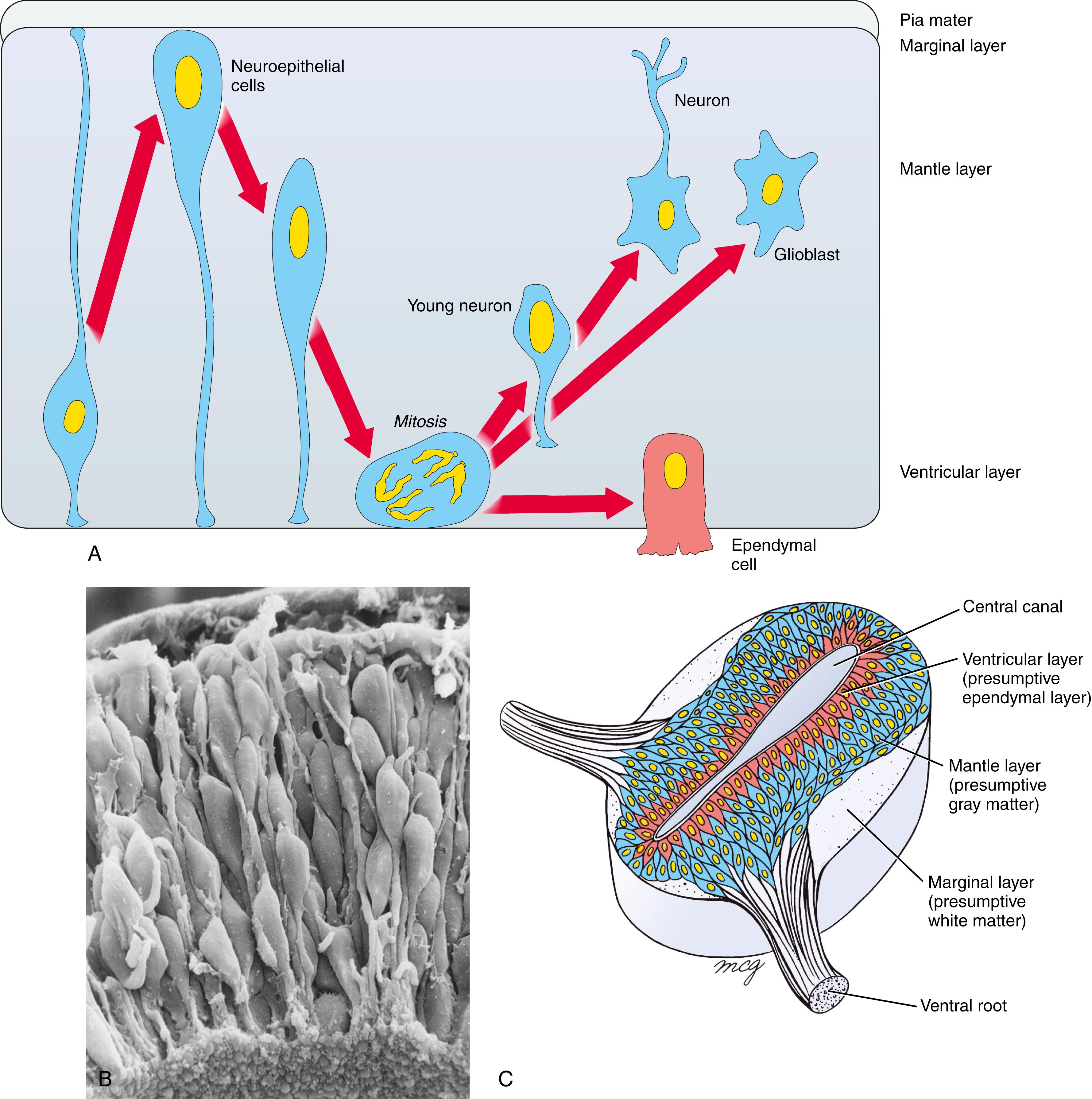 Fig. 9.3, Cytodifferentiation of the Neural Tube (A, B) Neuroepithelial cells are elongated and span the entire thickness of the wall of the early neural tube before rounding up at the luminal side for mitosis. Waves of mitosis and differentiation form postmitotic young neurons, which migrate away from the luminal side. Initially cell divisions are symmetric, generating more progenitors, but then asymmetric divisions will form definitive neurons and glioblasts, some of which form radial glia (or Bergmann glia in the cerebellum) and eventually, ependymal cells, which are the last cell type to form. Such a wave is illustrated in A, which shows progression in time from left to right. (A, C) As neurons form, the neural tube becomes stratified into a ventricular layer (adjacent to the neural canal containing the progenitors), a mantle layer (containing neuronal cell bodies), and a marginal layer (containing nerve fibers). (See Figure Credits.)