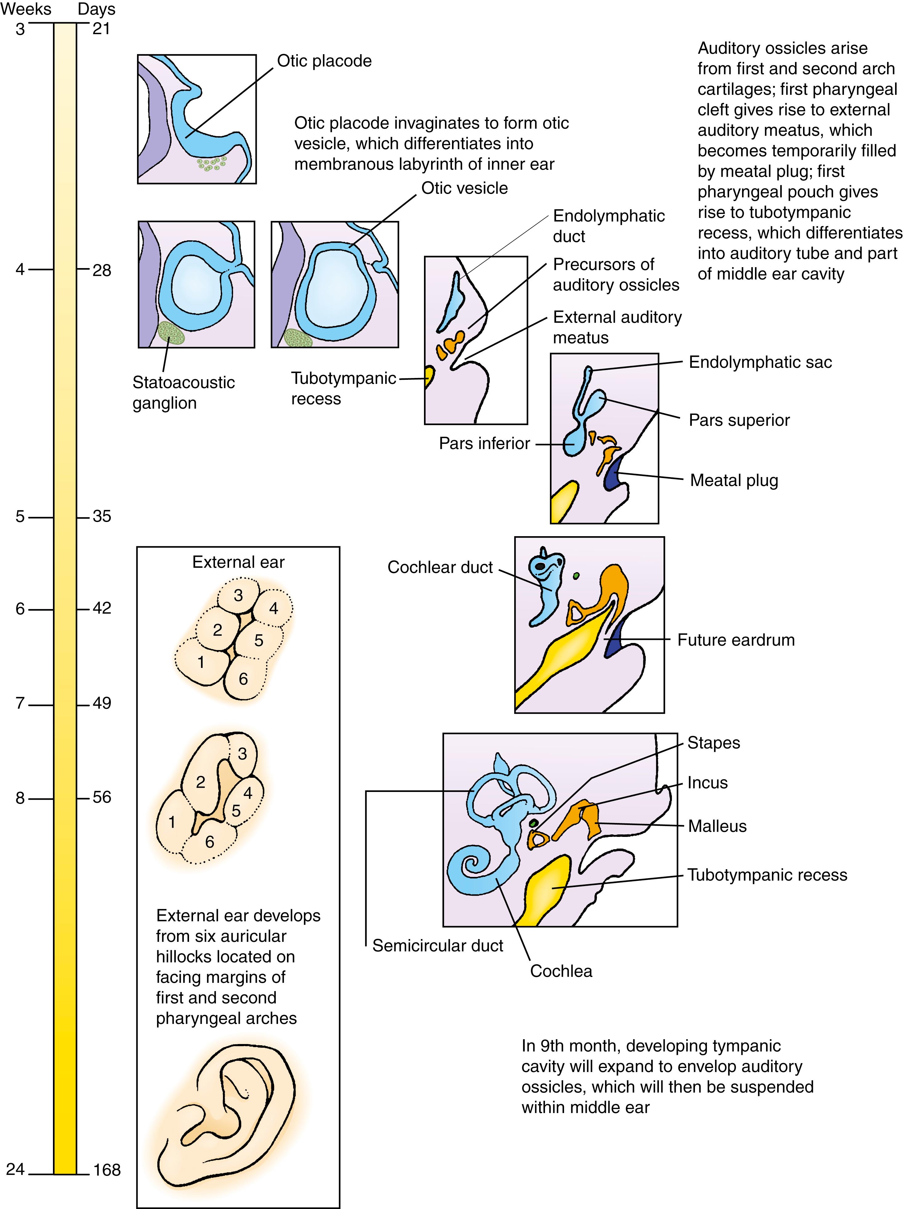 Timeline