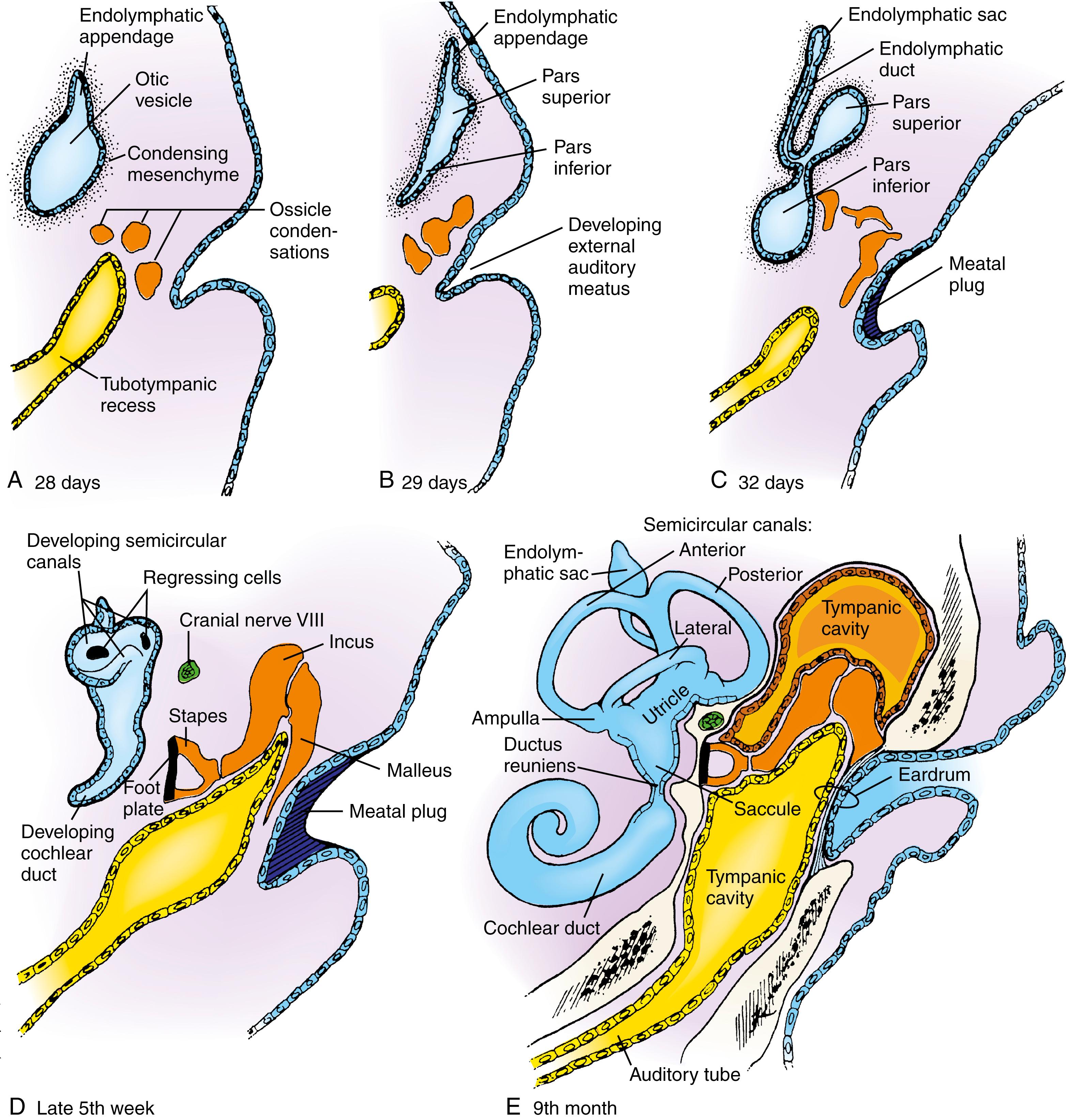 Fig. 18.3, Development of the Ear